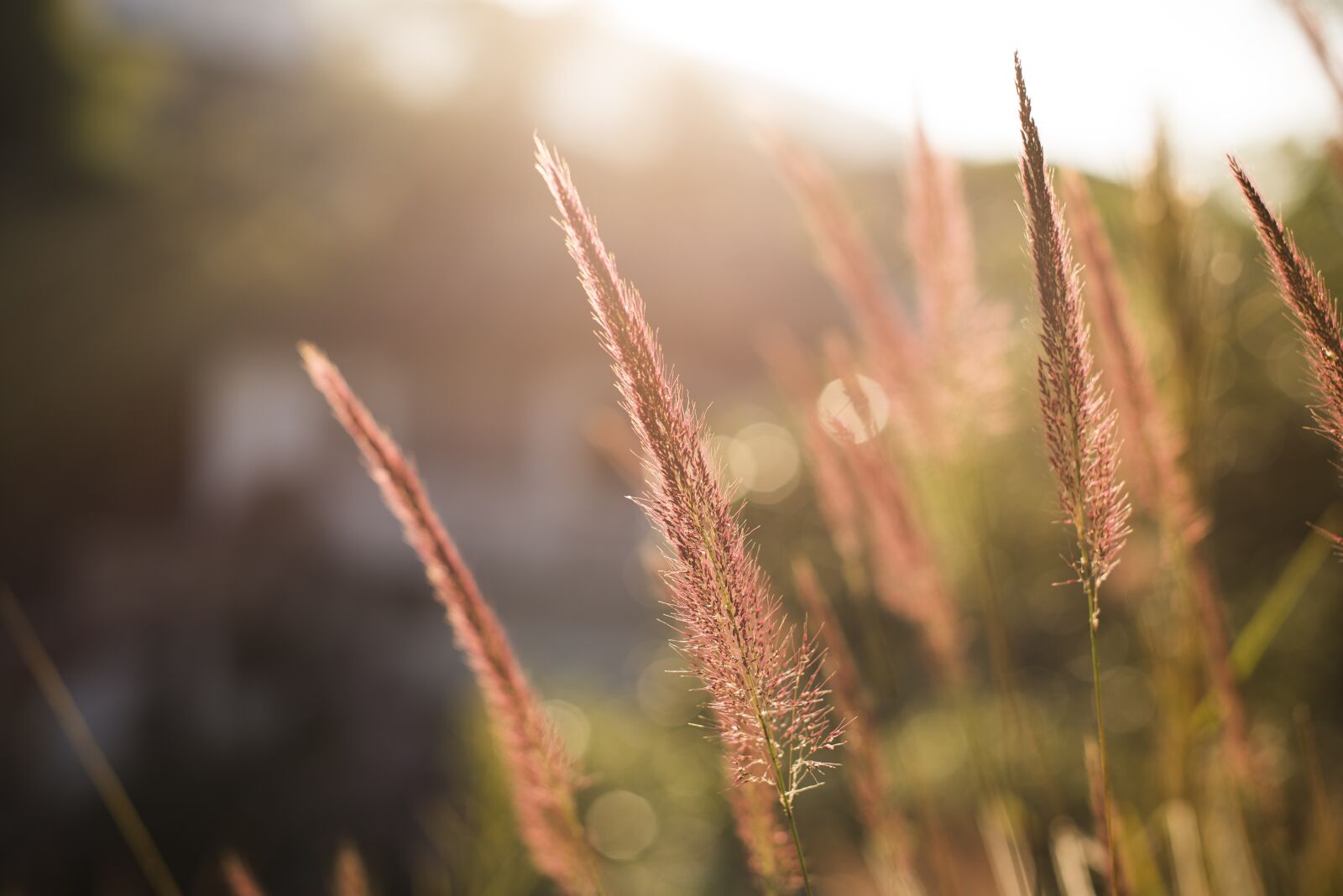 Nikon D750 sample photo. Flower, grass, blur photography