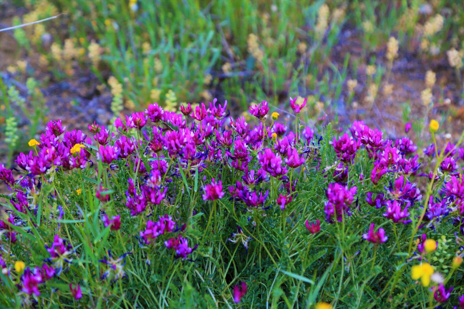 Canon EF 24-105mm F4L IS USM sample photo. Flowers, spring, nature photography