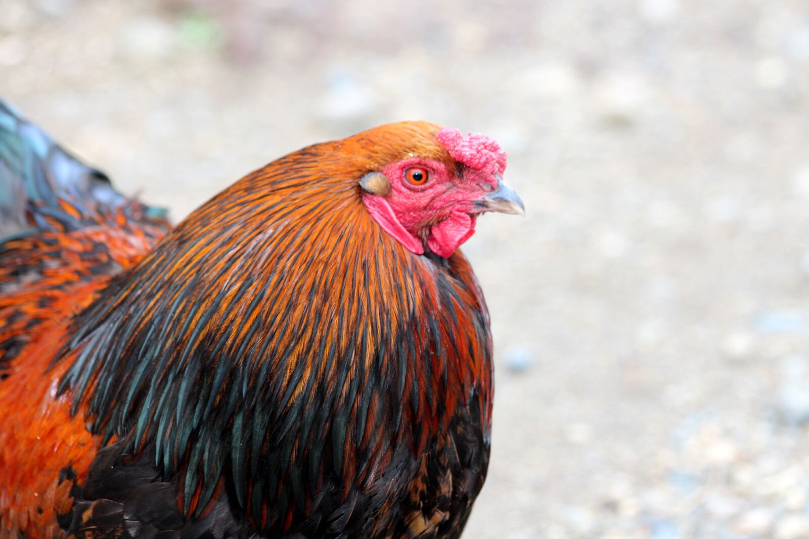 Canon EOS 650D (EOS Rebel T4i / EOS Kiss X6i) sample photo. Cock, poultry, homemade cock photography