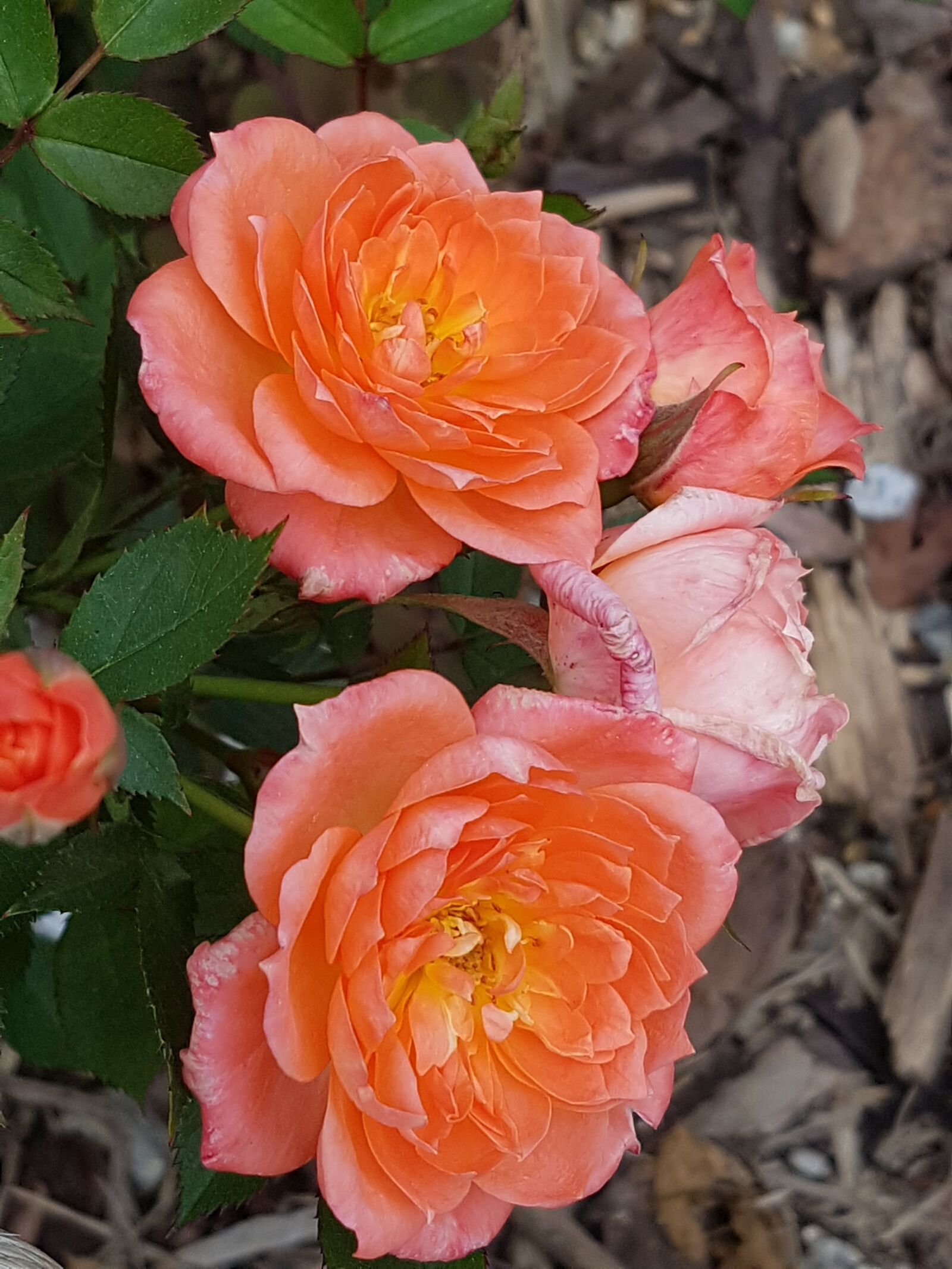 Samsung Galaxy S7 sample photo. Roses, orange roses, beautiful photography