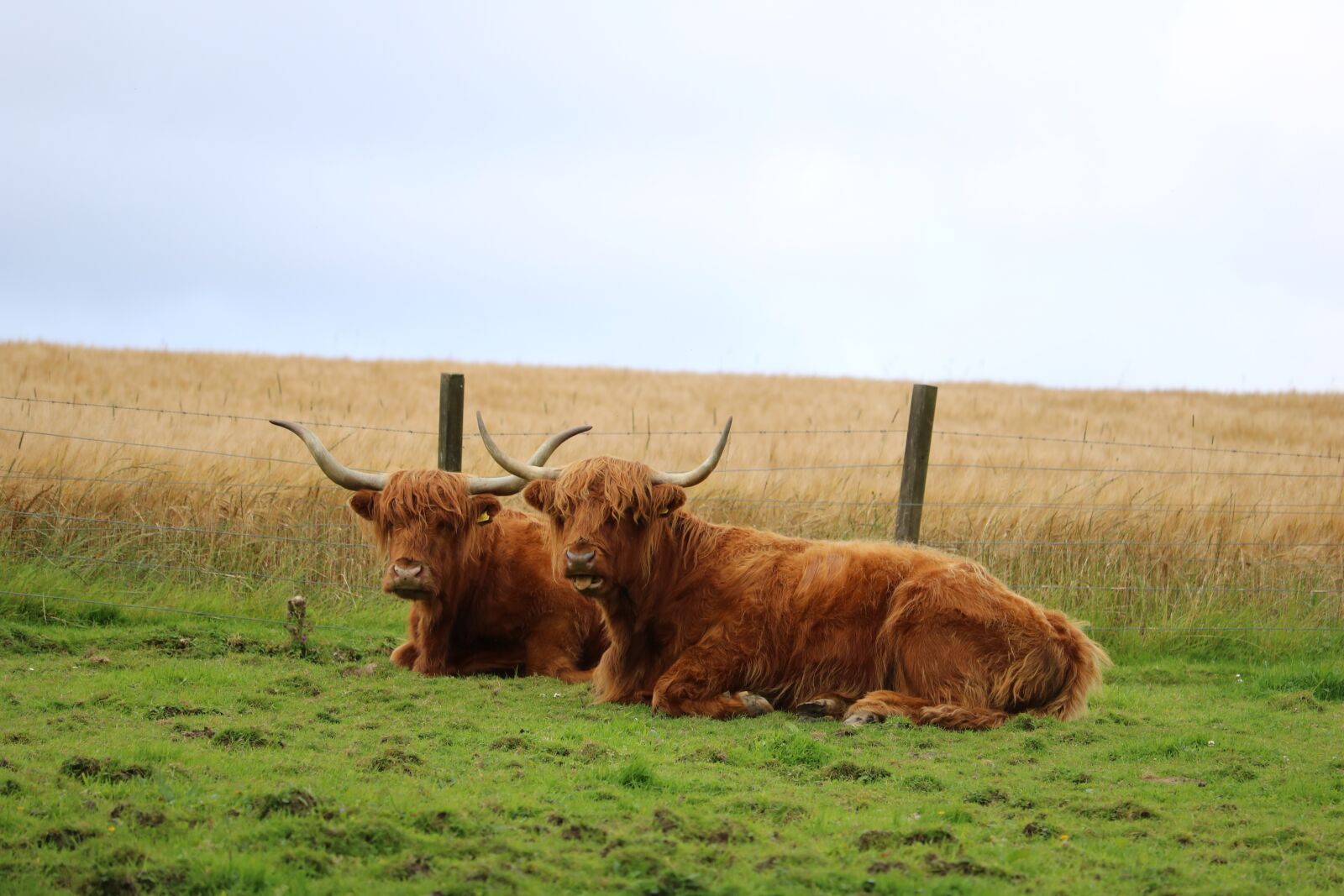 Canon EOS 750D (EOS Rebel T6i / EOS Kiss X8i) + Canon EF-S 55-250mm F4-5.6 IS STM sample photo. Cow, scotland, highland photography