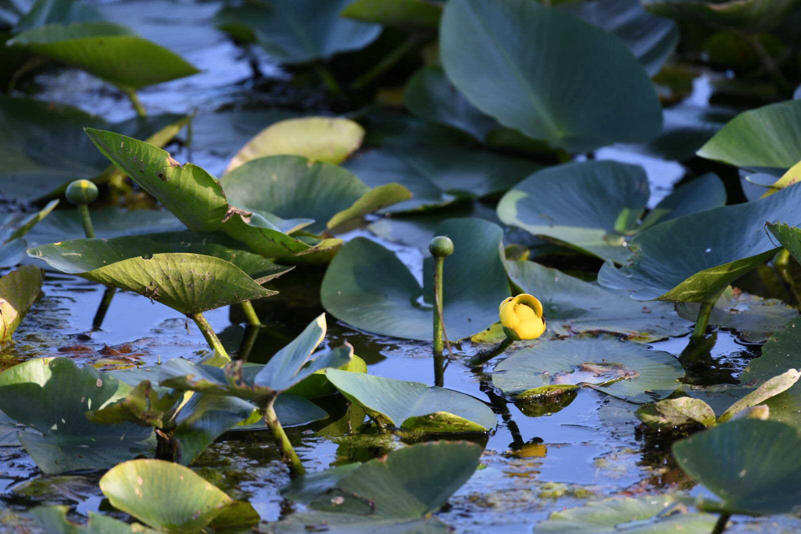 Nikon D850 sample photo. Water-lily, flower, yellow photography