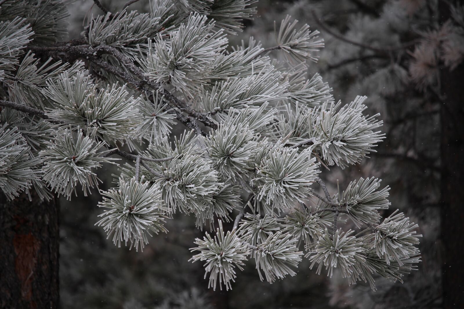 Canon EOS 700D (EOS Rebel T5i / EOS Kiss X7i) sample photo. Trees, winter, snow photography