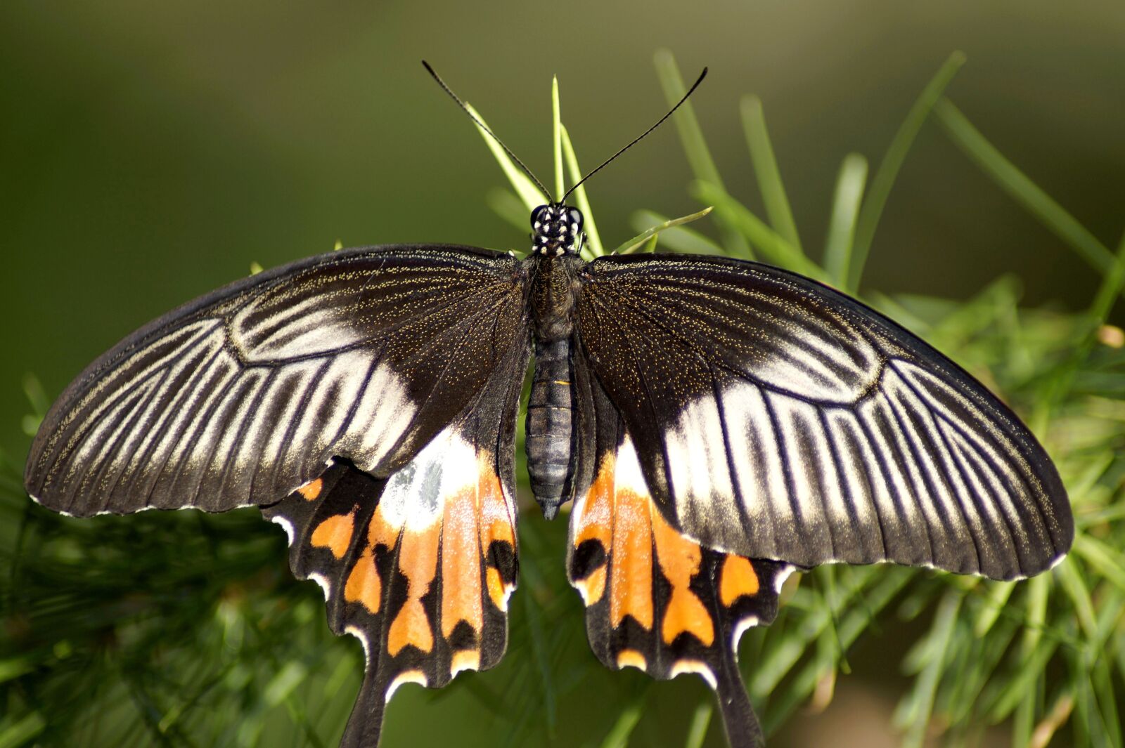 Sony SLT-A58 sample photo. Butterfly, exotic, insect photography