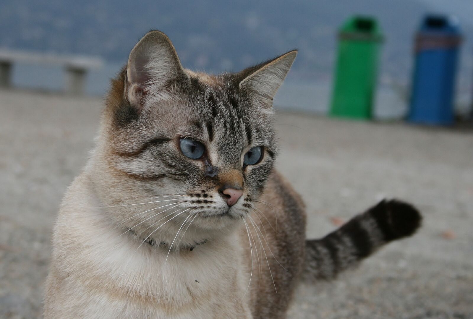 Canon EOS 400D (EOS Digital Rebel XTi / EOS Kiss Digital X) sample photo. Animal, cute, cat photography