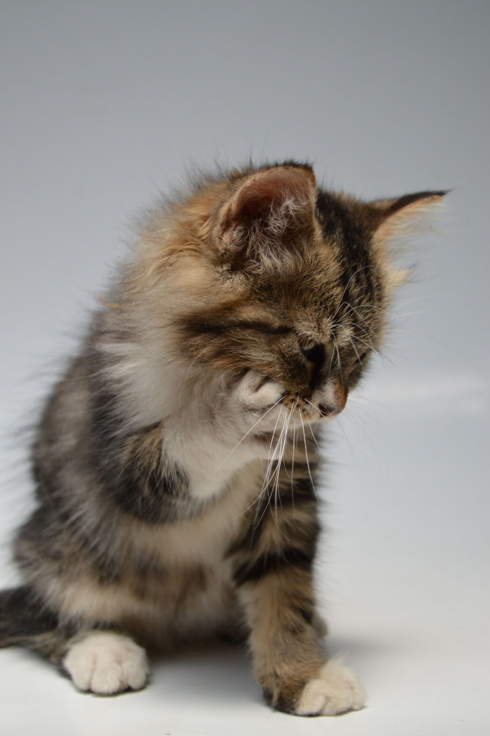 Nikon D3200 sample photo. Cute, mammal, cat photography