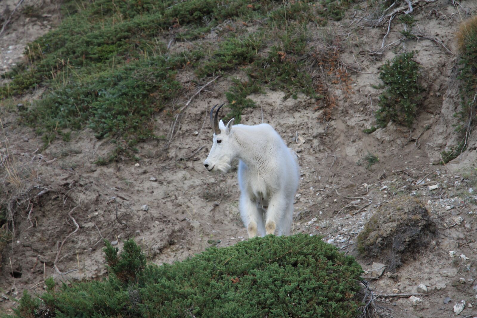 Canon EOS 650D (EOS Rebel T4i / EOS Kiss X6i) + Canon EF-S 18-135mm F3.5-5.6 IS STM sample photo. Mountain goat, animals, wildlife photography