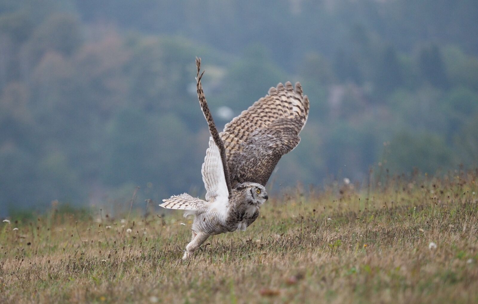 Olympus OM-D E-M1 Mark II + Olympus M.Zuiko Digital ED 40-150mm F2.8 Pro sample photo. Bird, animal, owl photography