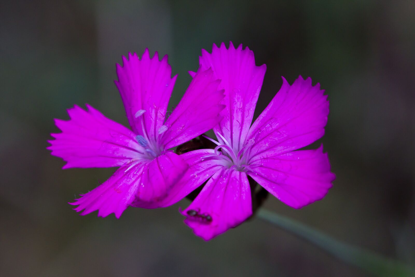 Canon EOS 550D (EOS Rebel T2i / EOS Kiss X4) sample photo. Flower, purple, blossom photography