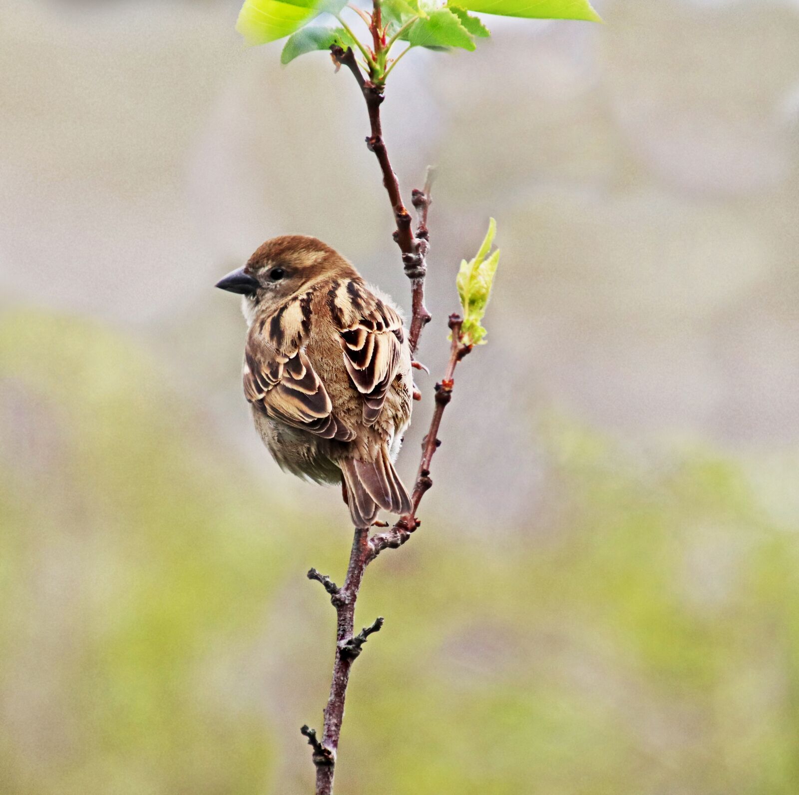 Canon EOS 800D (EOS Rebel T7i / EOS Kiss X9i) sample photo. Sparrow, bird, wildlife photography