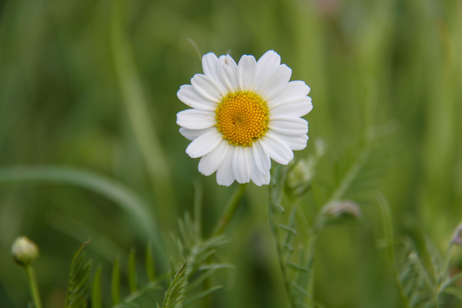 Canon EOS 7D + Canon EF-S 18-200mm F3.5-5.6 IS sample photo. Marguerite, flower, summer photography