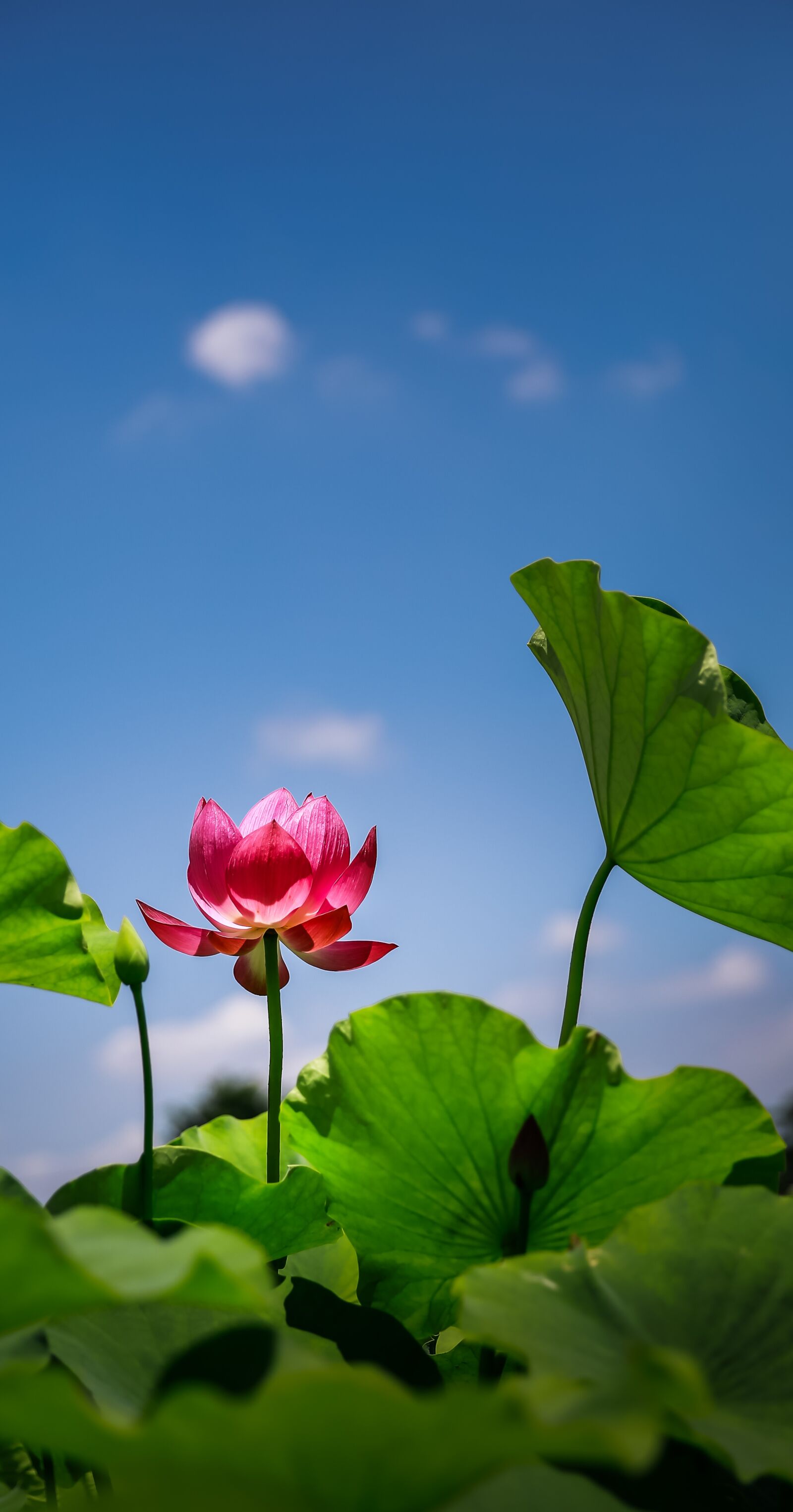 Canon EF 24-70mm F2.8L II USM sample photo. Flower, lotus, red photography