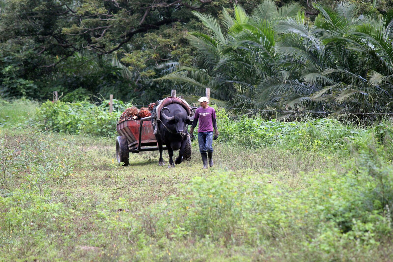 Canon EOS 550D (EOS Rebel T2i / EOS Kiss X4) sample photo. Peasant, field, cart photography