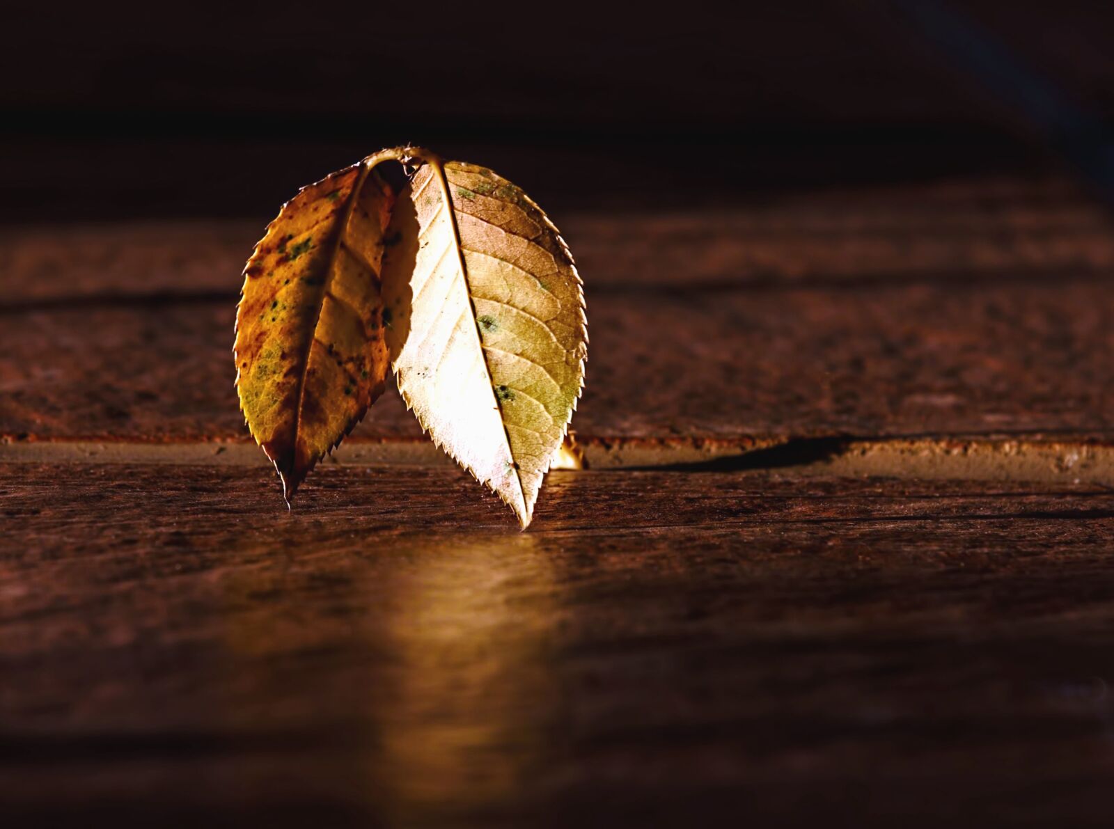 Canon EOS 70D sample photo. Leaf, wood, table, texture photography