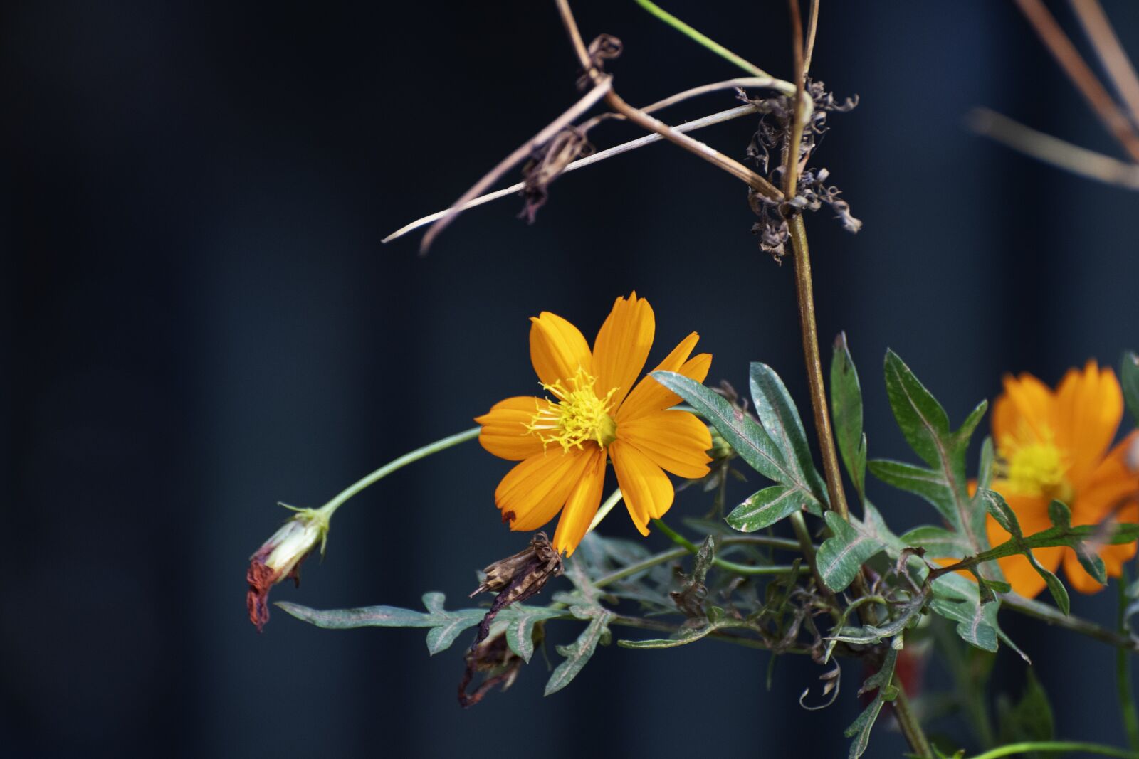 Nikon D7500 sample photo. Flowers, petals, buds photography