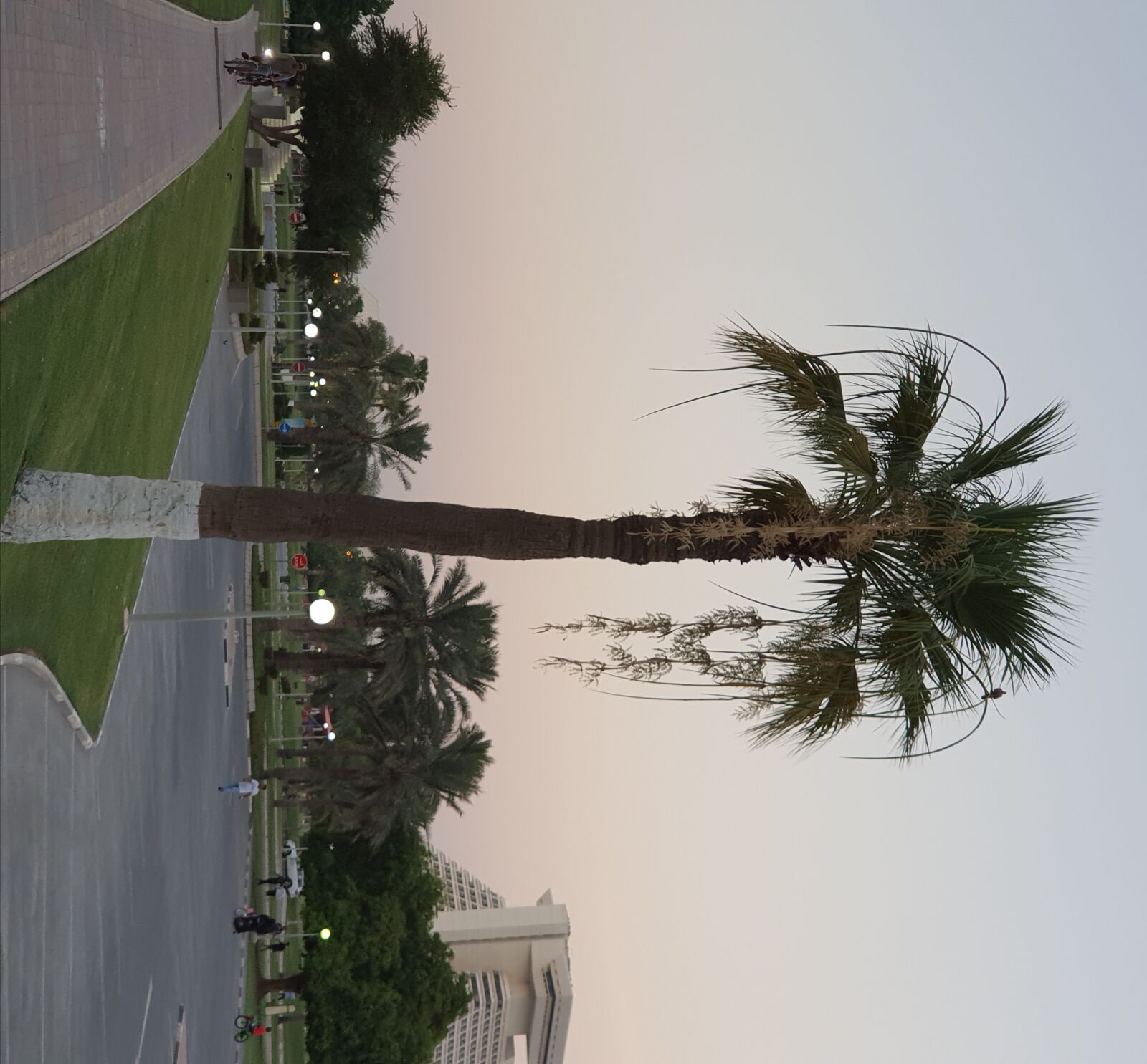Samsung Galaxy S10 sample photo. Palm tree, desert fan photography