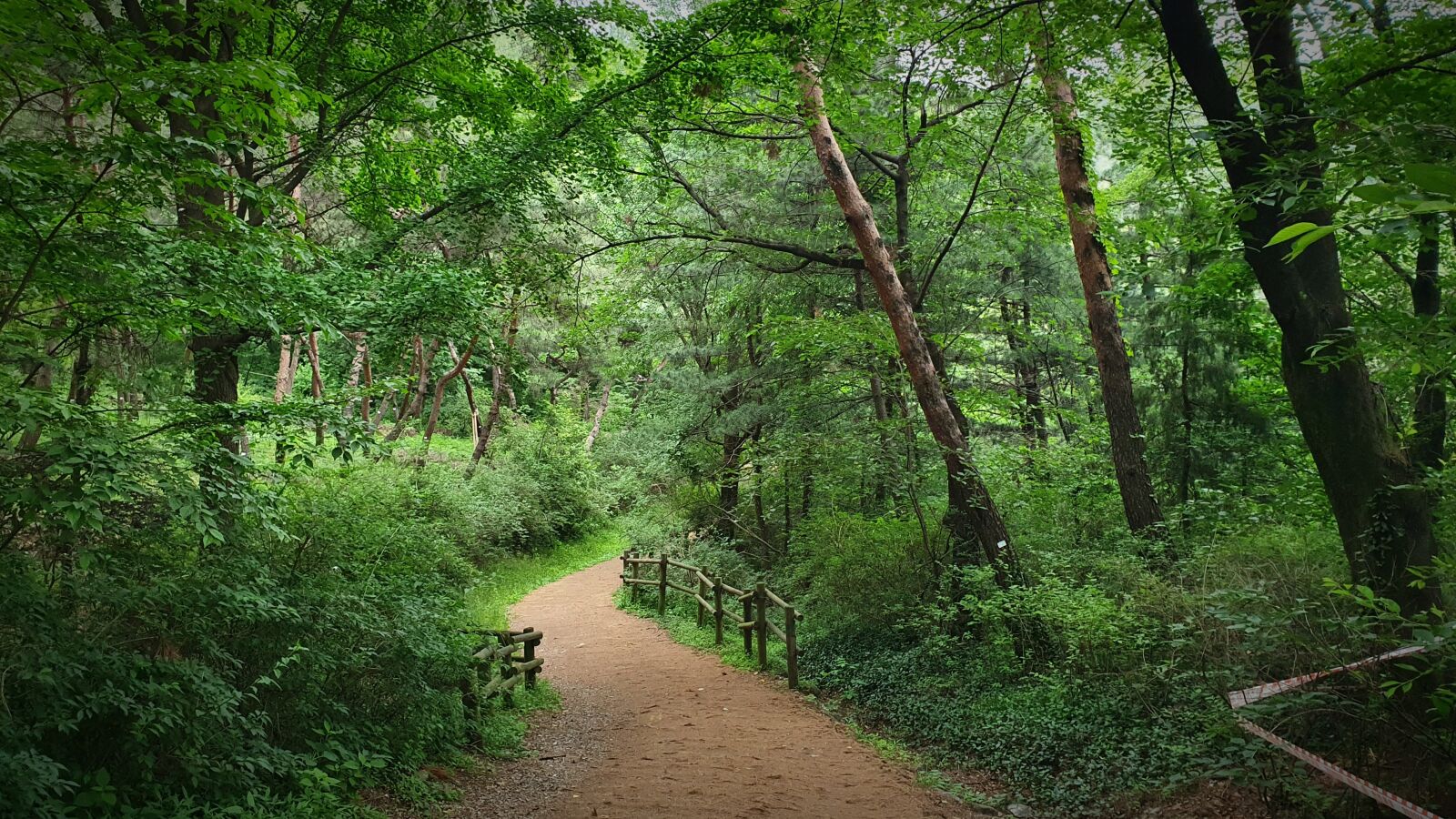 Samsung Galaxy S10 sample photo. Summer, pathway, nature photography