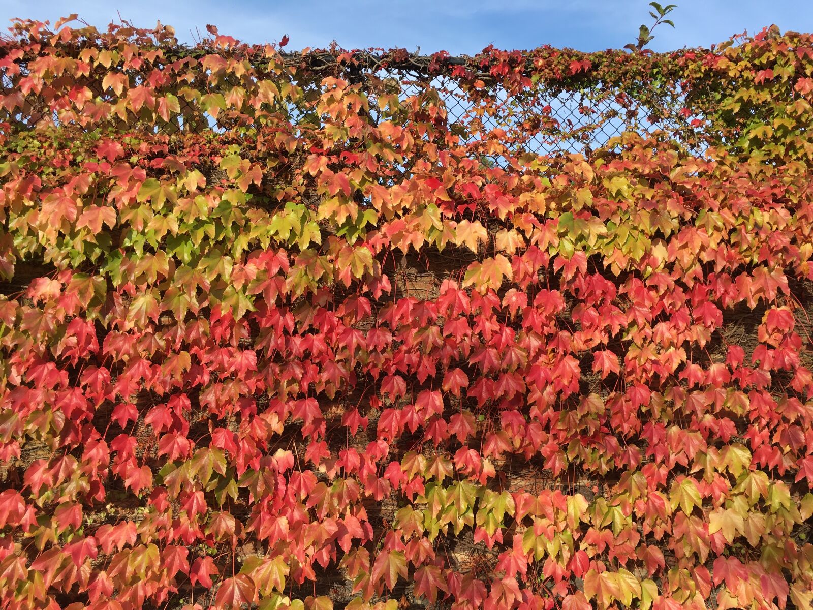 iPhone SE back camera 4.15mm f/2.2 sample photo. Autumn, fall, leaves photography