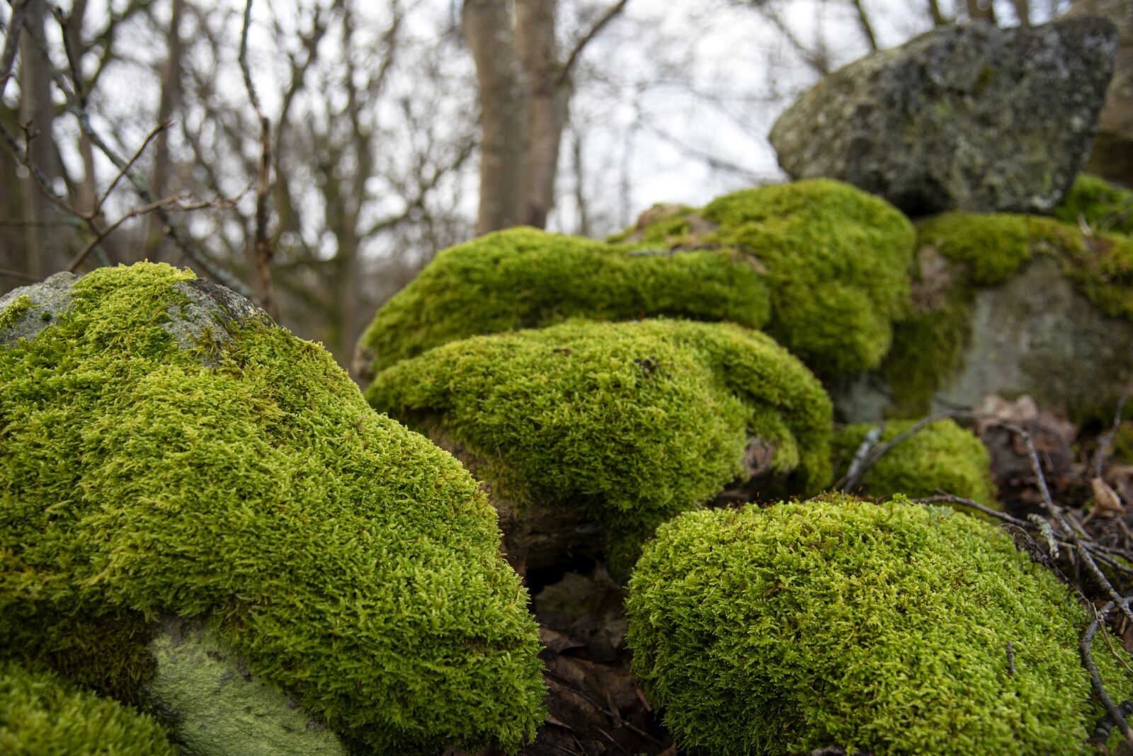 Nikon D750 sample photo. Grönmossa, moss, stones photography