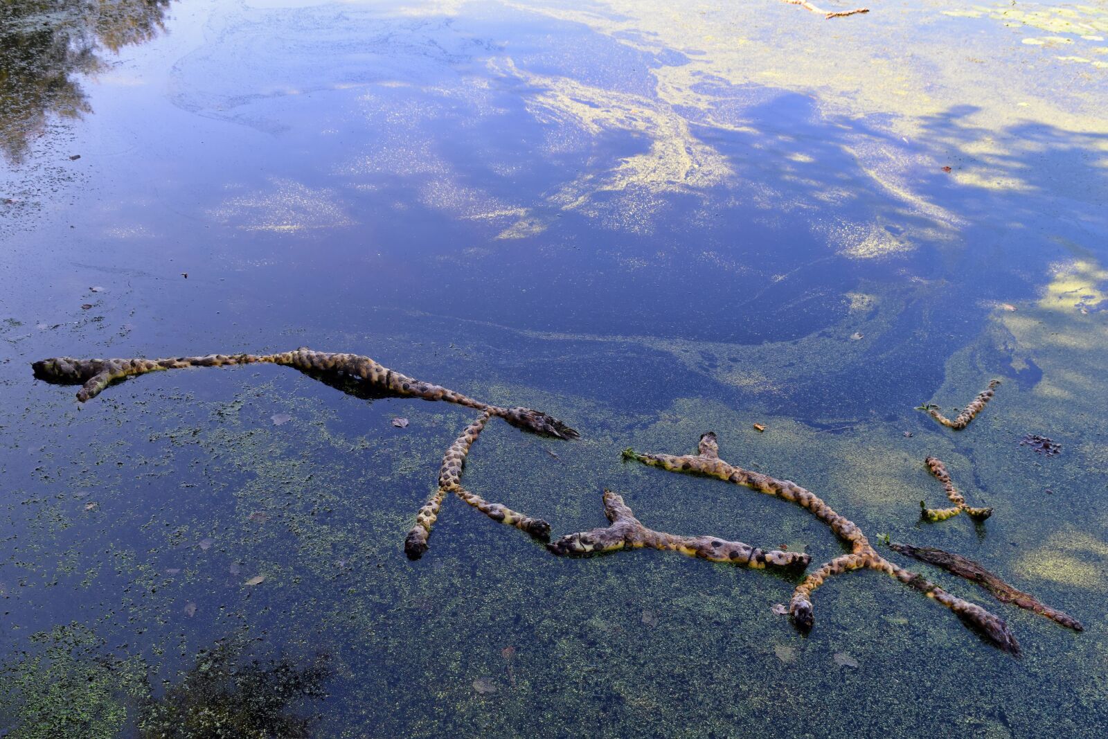 Nikon D3300 sample photo. Rotten, rope, pond photography
