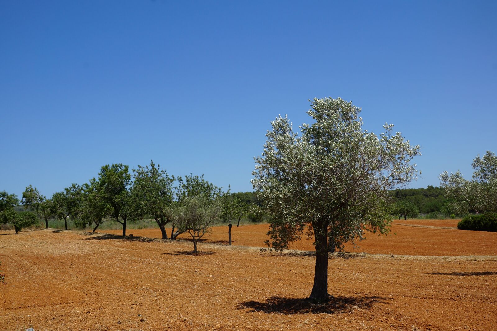 Sony DT 16-50mm F2.8 SSM sample photo. Olives, plantation, agricultural photography