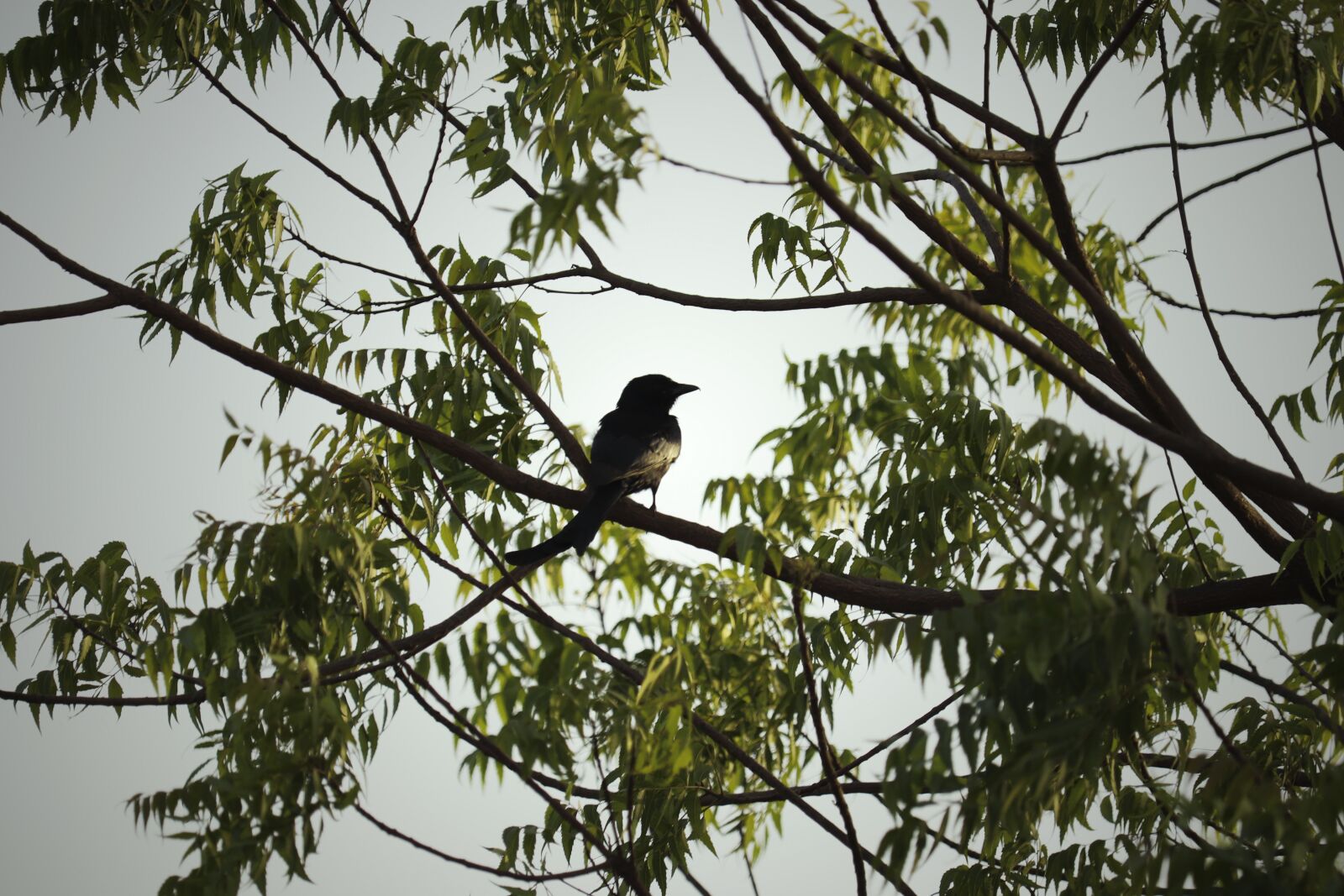 Canon EOS 200D (EOS Rebel SL2 / EOS Kiss X9) sample photo. Tree, bird, nature photography