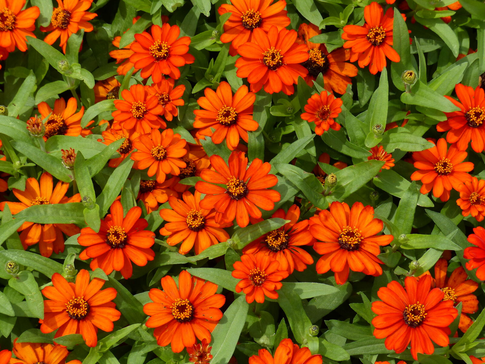 Panasonic Lumix DMC-FZ200 sample photo. Beautiful, flowers, nature, orange photography