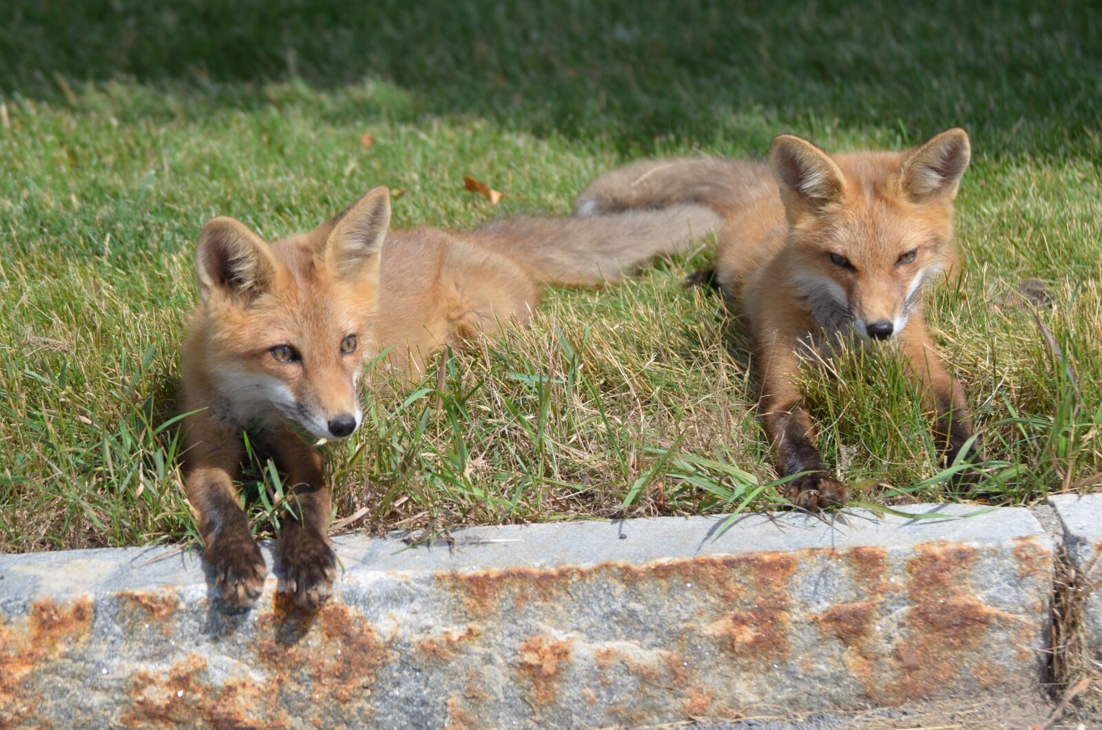 Nikon D5100 sample photo. Fox, kits, family photography