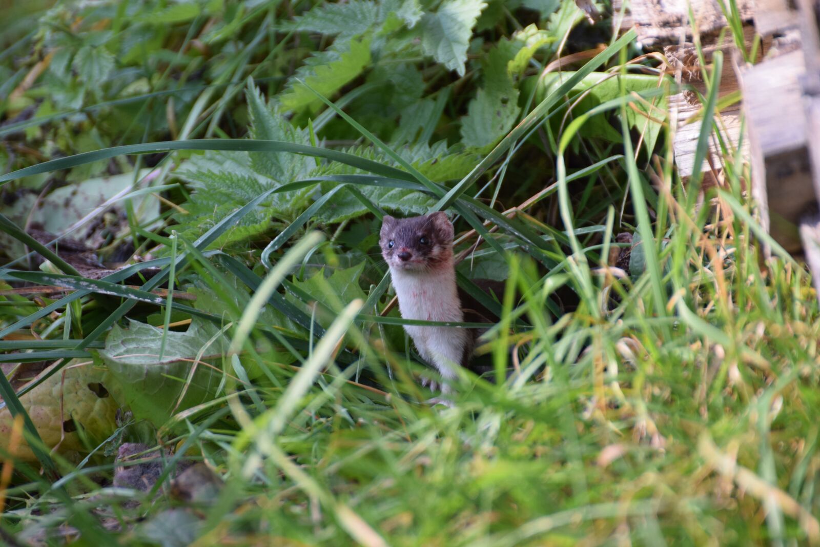 Nikon D3300 sample photo. Animal, creature, weasel photography