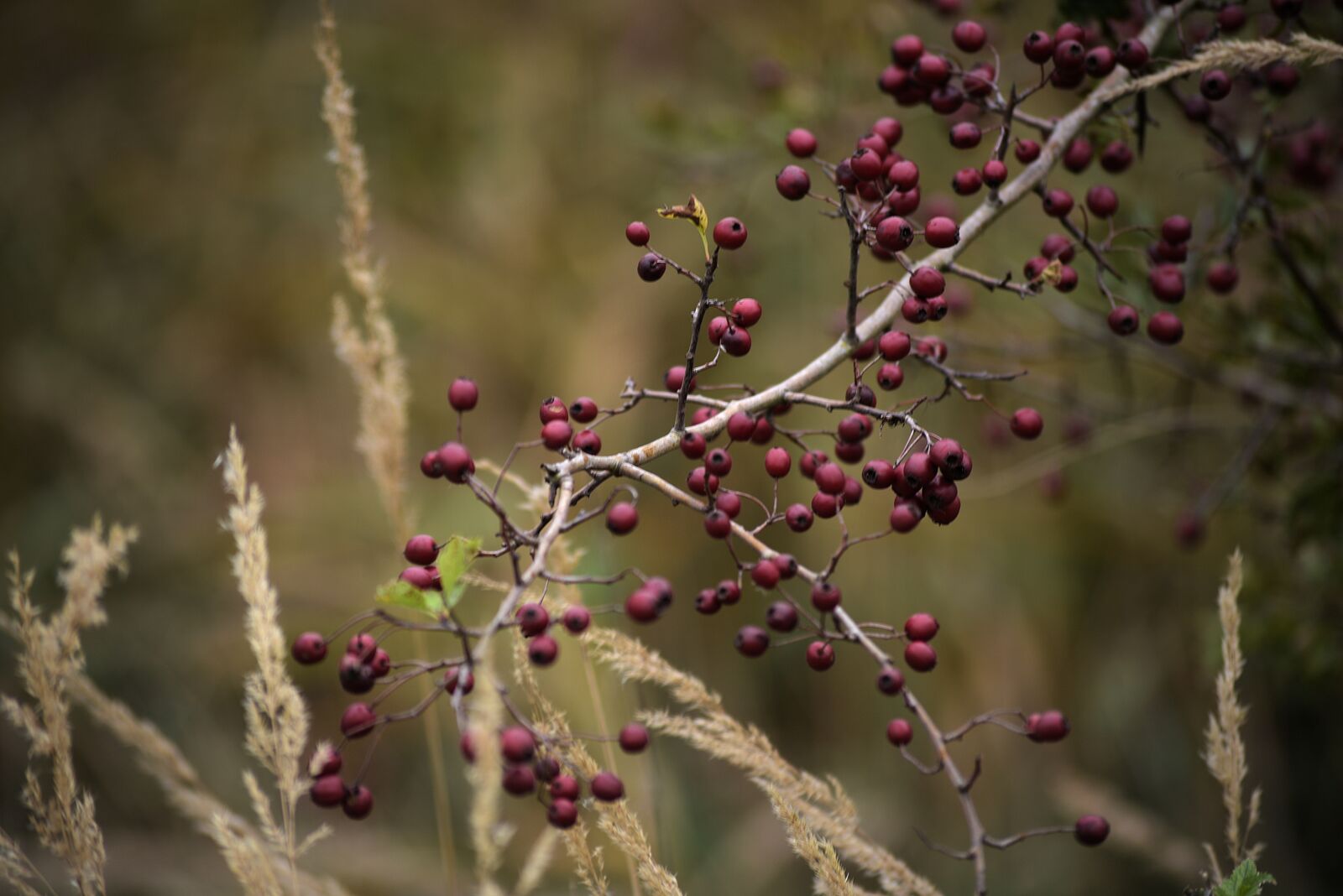 Nikon D750 sample photo. Autumn, berries, nature photography