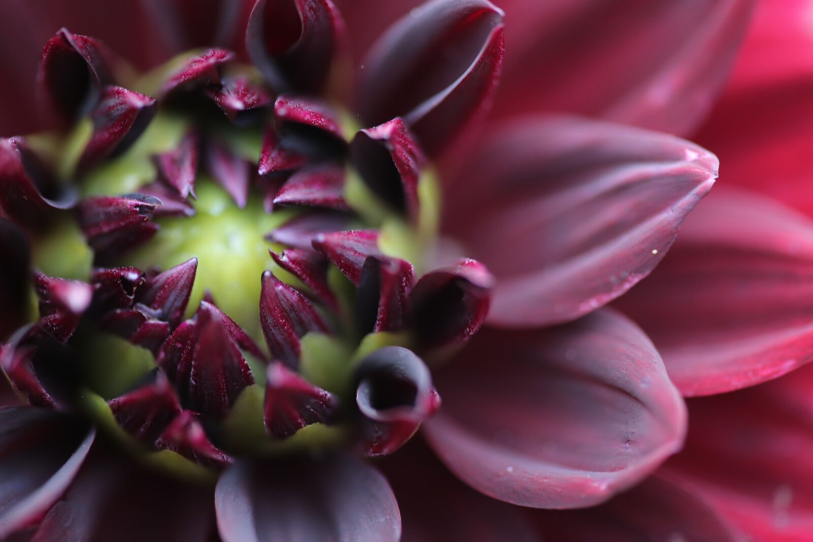Canon EF 180mm F3.5L Macro USM sample photo. Petals, flower, burgundy photography