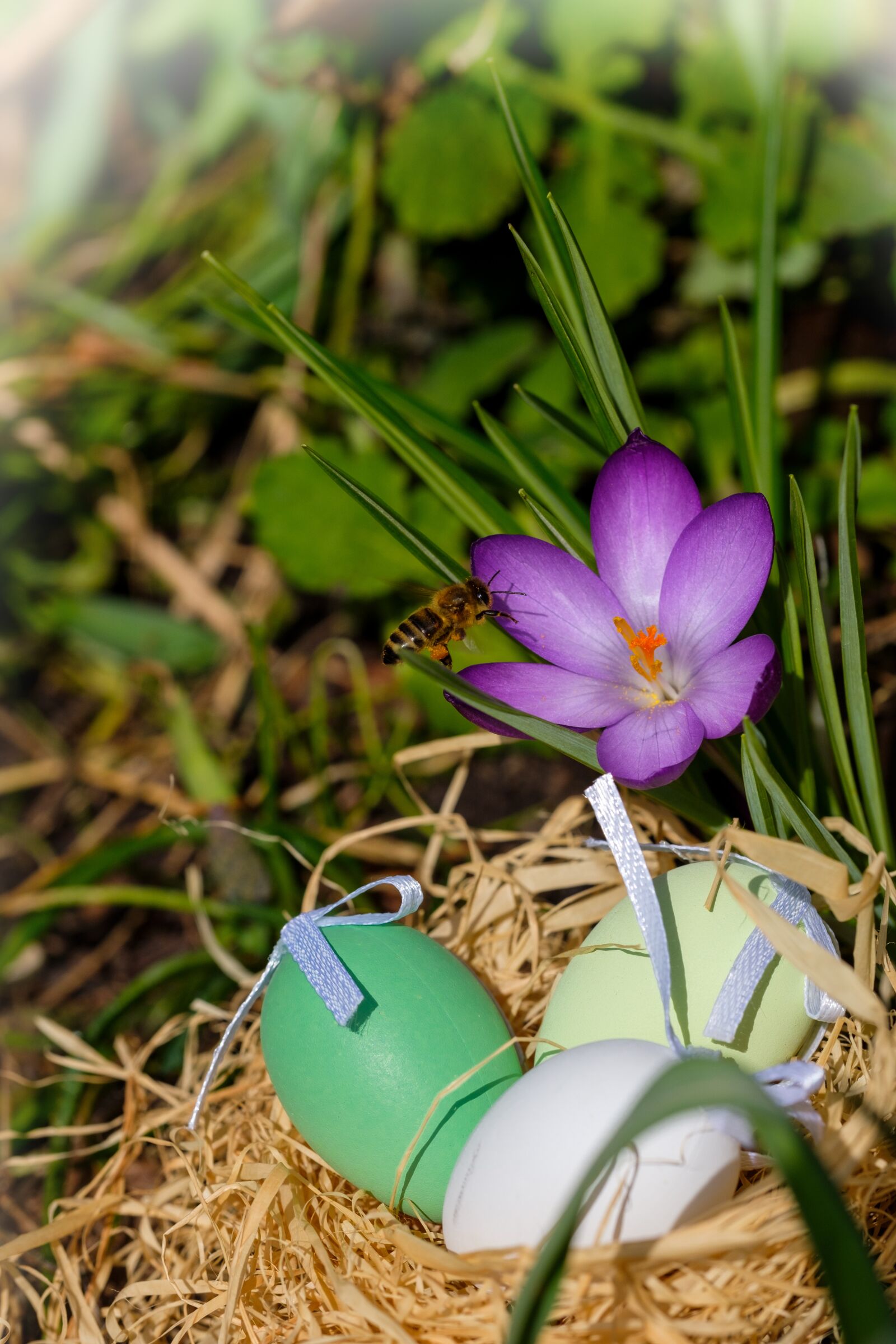 Fujifilm X-T2 + Fujifilm XF 80mm F2.8 R LM OIS WR Macro sample photo. Easter eggs, egg, nest photography