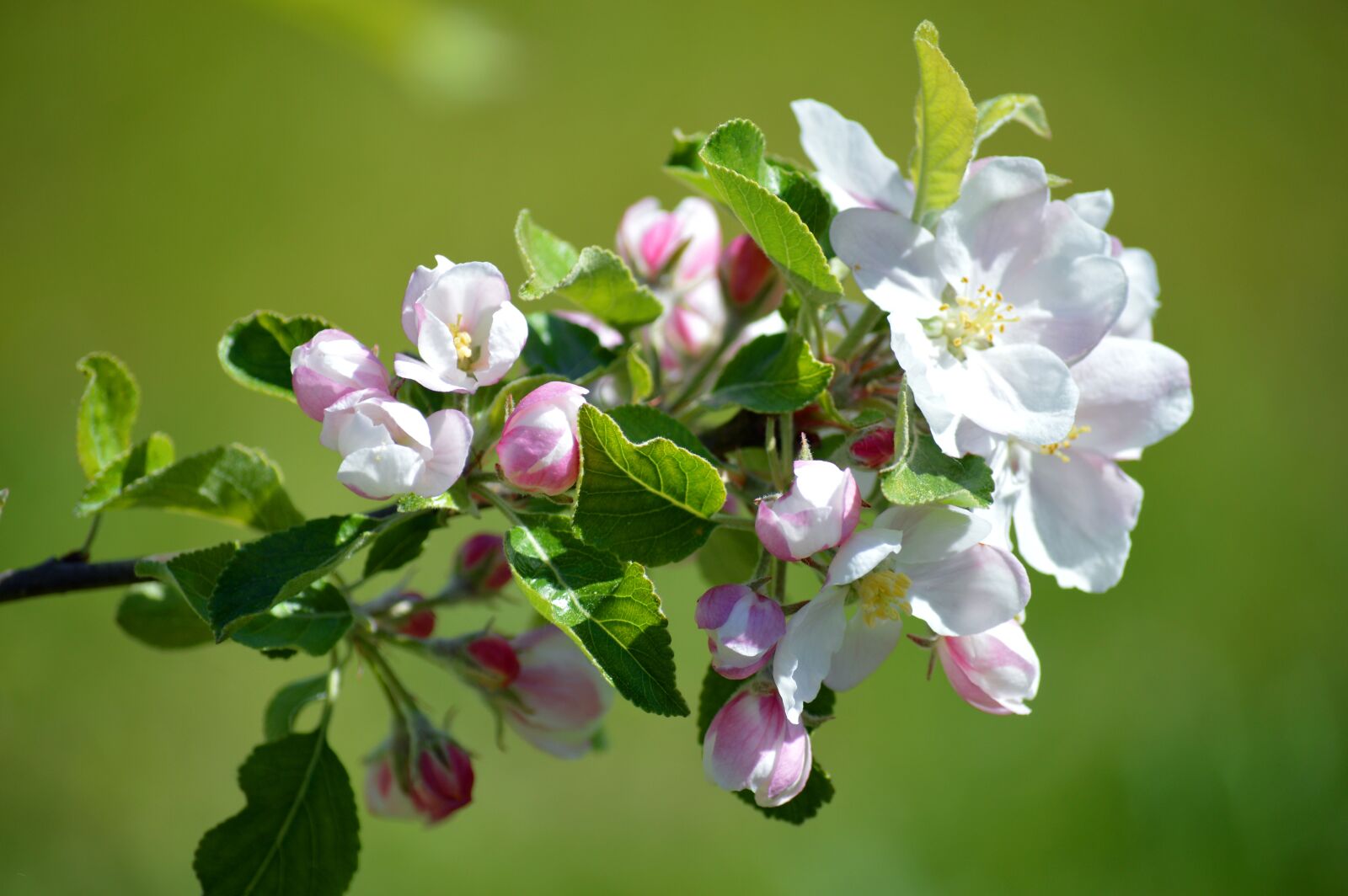 Nikon D3200 sample photo. Apple blossom, spring, flowers photography