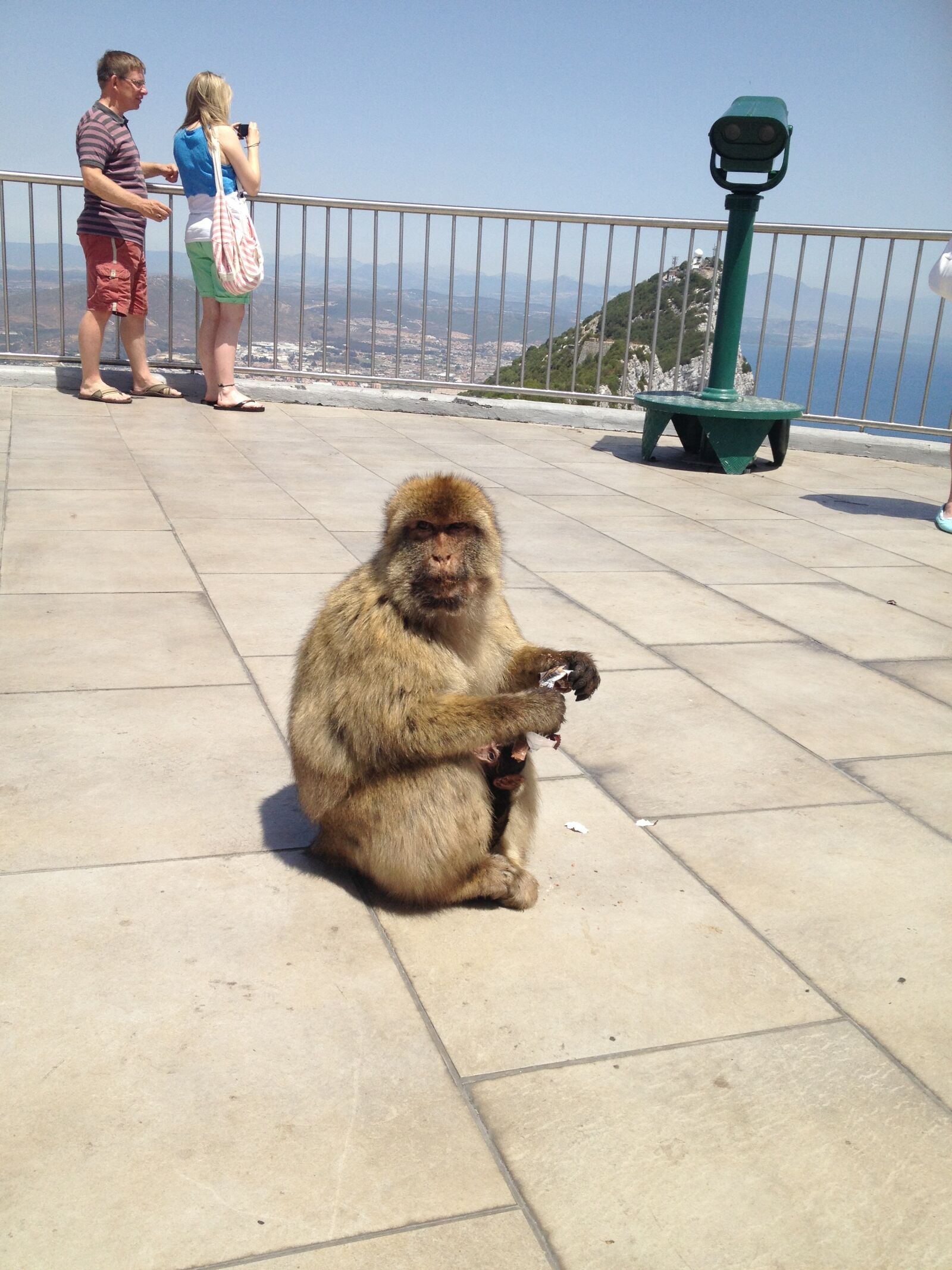 Apple iPhone 4S sample photo. Gibraltar, monkey, animal photography
