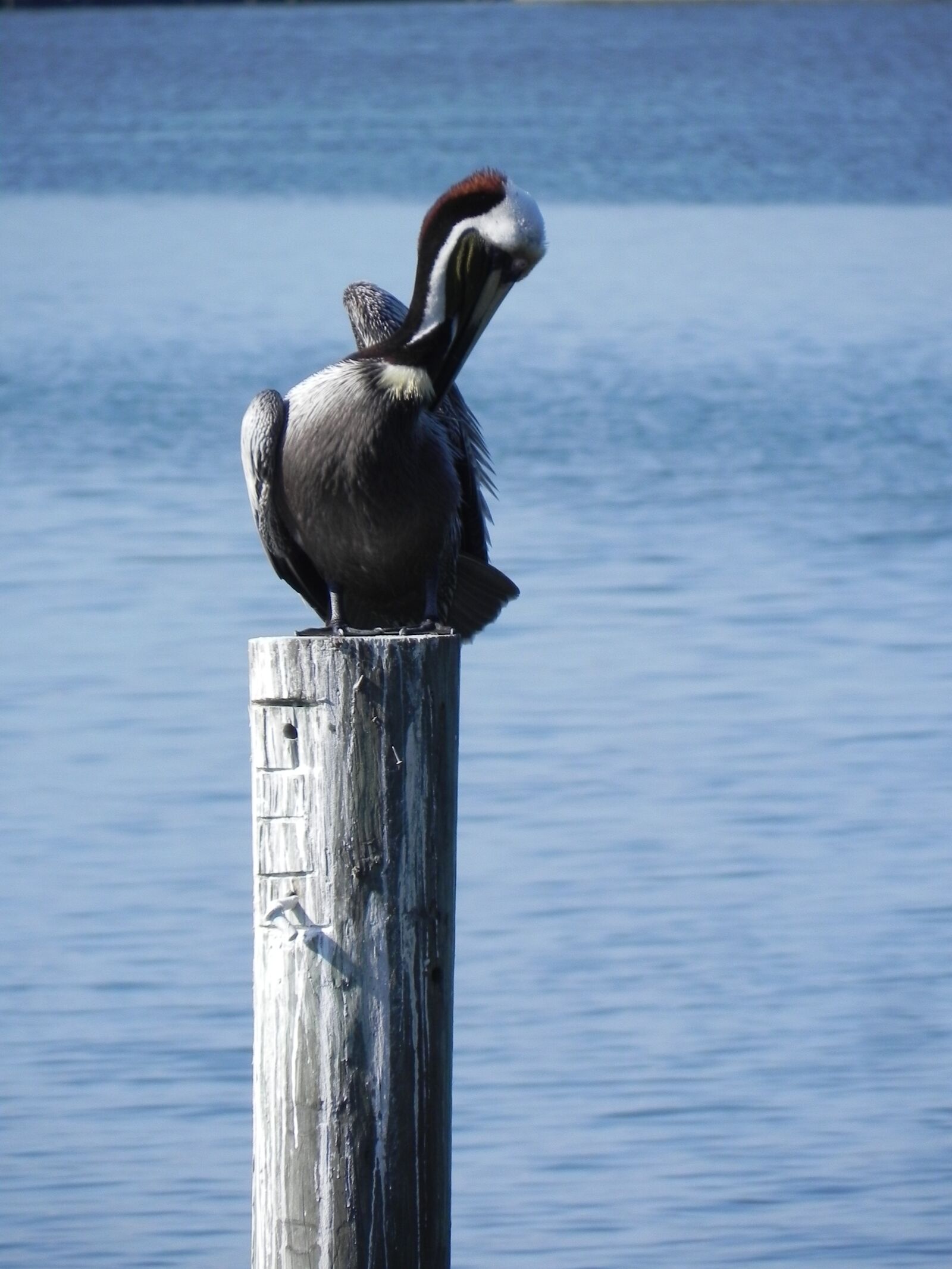 Nikon Coolpix P100 sample photo. Pelican, morning, beach photography