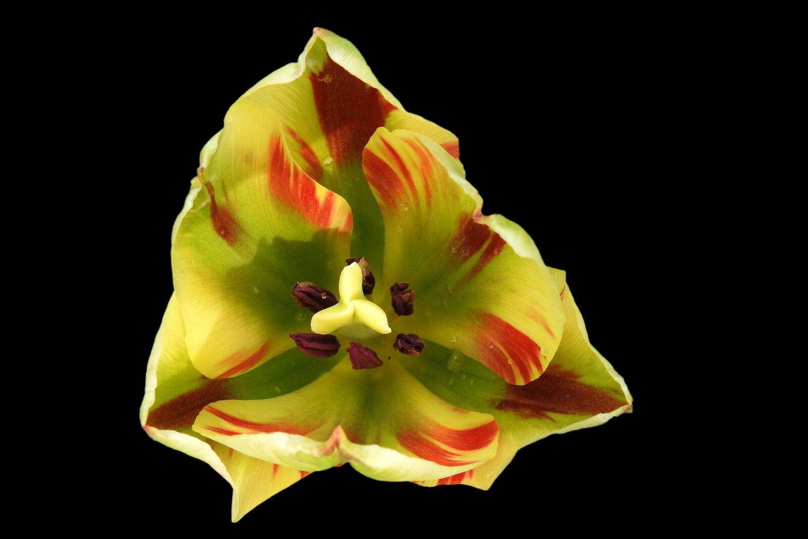 Nikon Coolpix P900 sample photo. Tulip, blossom, bloom photography