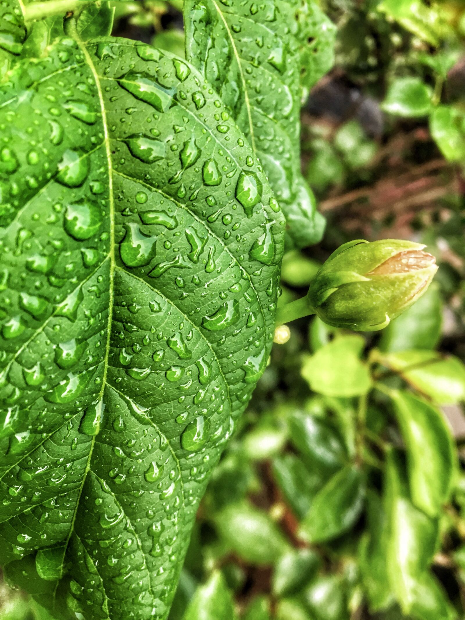 Apple iPhone 6s sample photo. Leaf, flora, nature photography