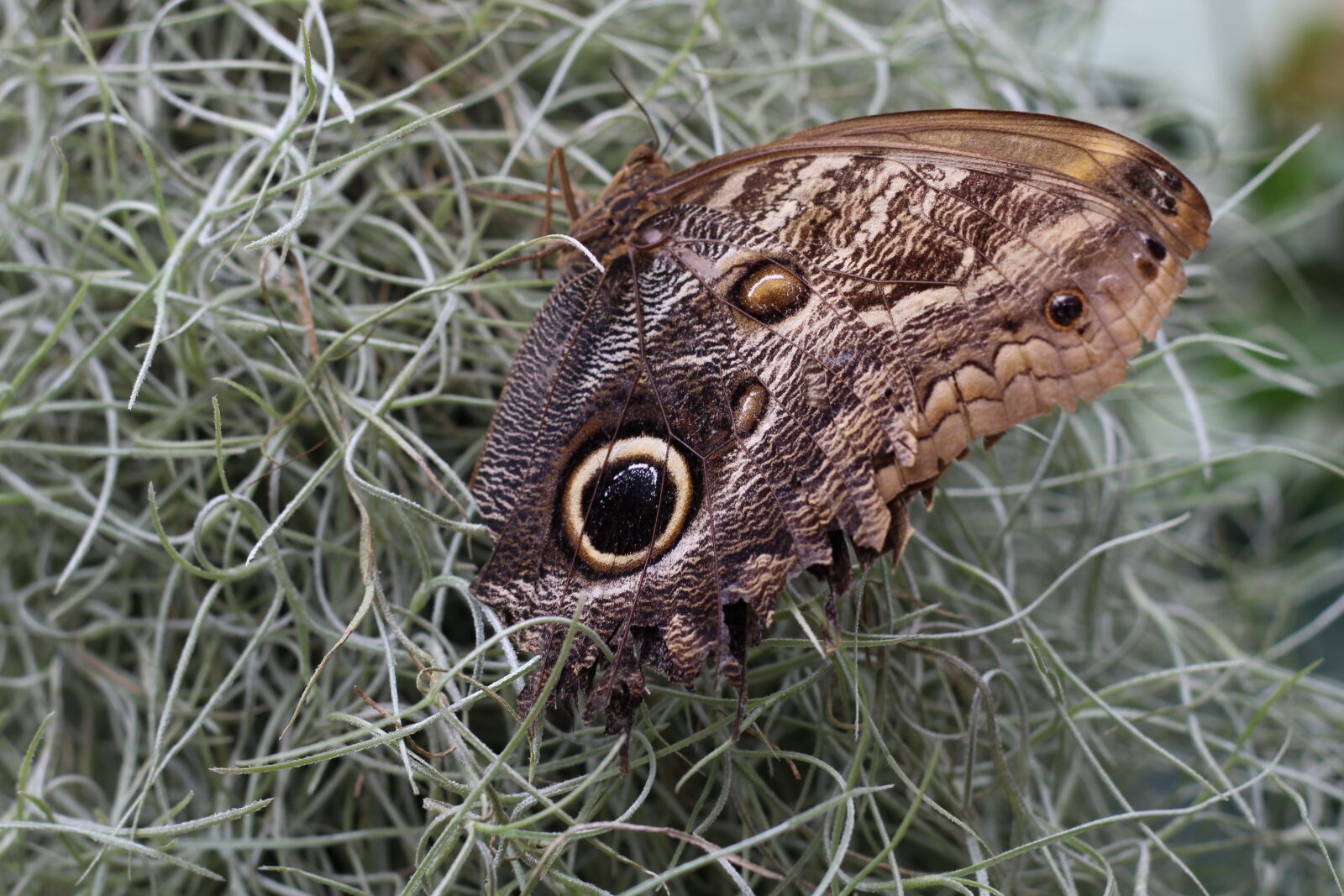 Canon EOS 600D (Rebel EOS T3i / EOS Kiss X5) + Canon EF 50mm F1.8 II sample photo. Butterfly, nature, eye photography