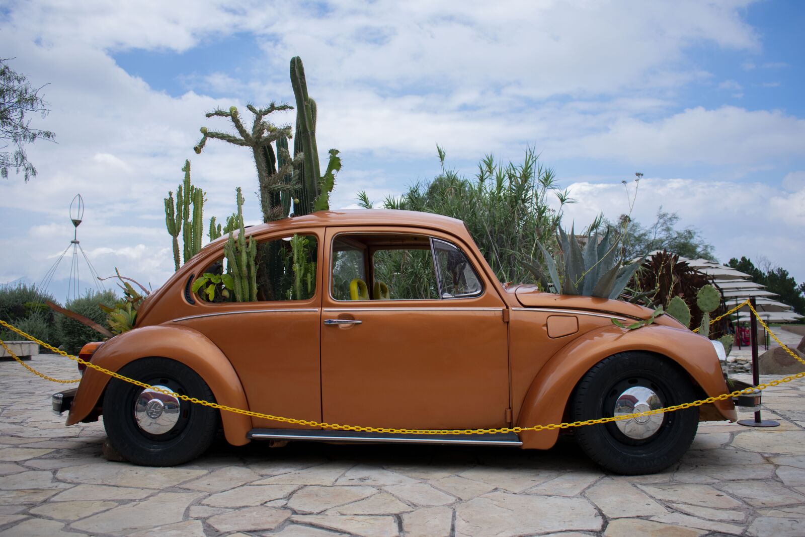 Nikon D3400 sample photo. Bocho, desert museum, saltillo photography
