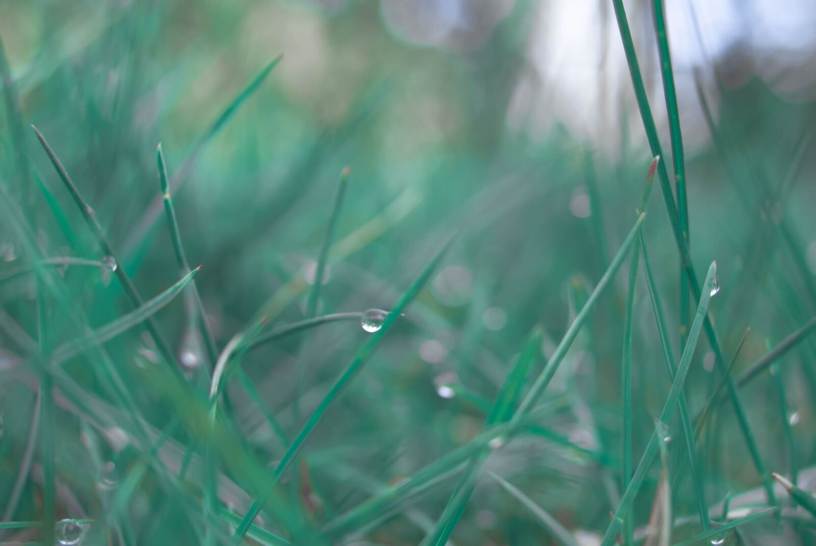 Sony Alpha DSLR-A230 sample photo. Grass, drops, green photography