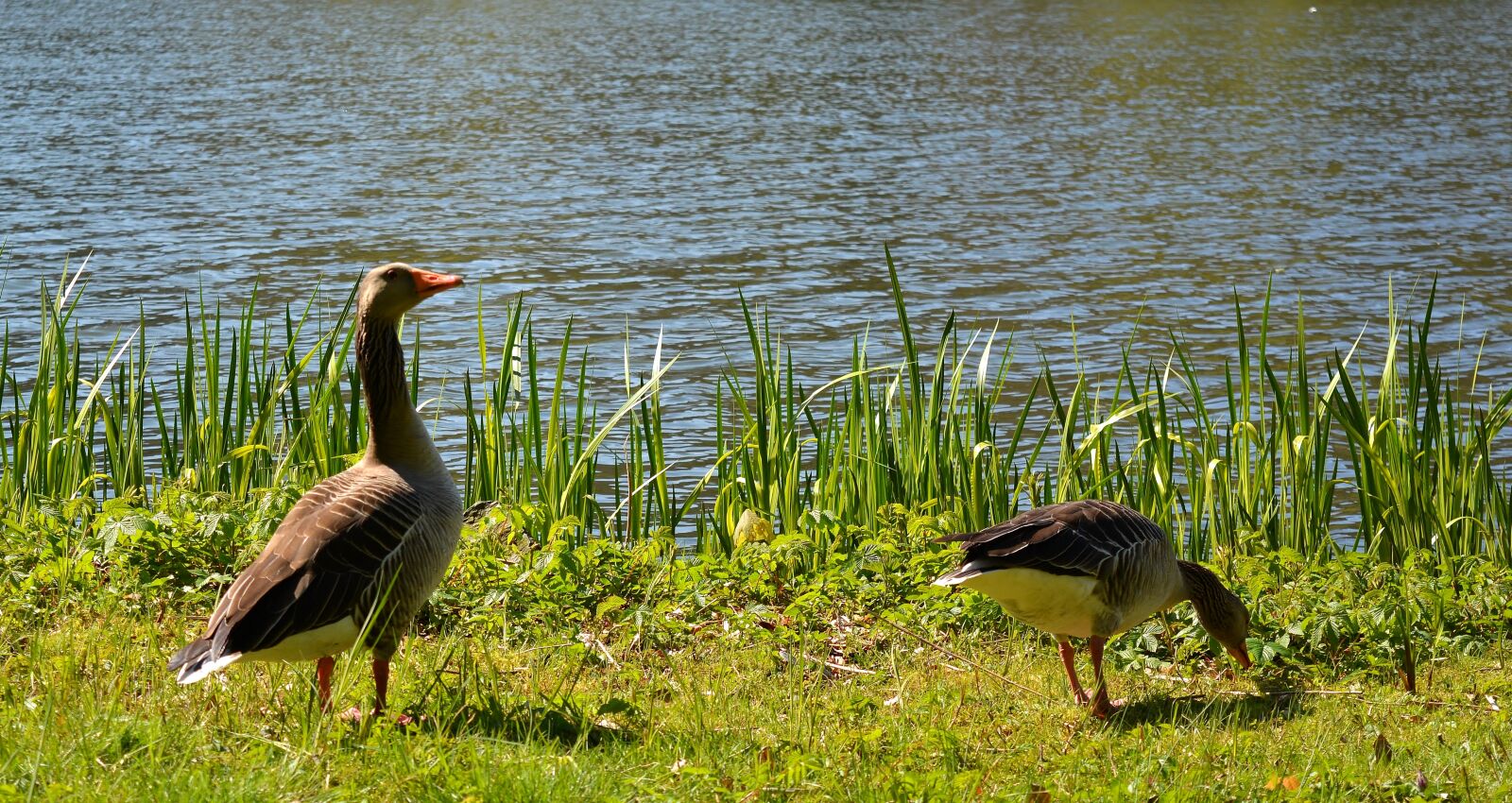 Nikon D5200 sample photo. Bird, animal world, nature photography