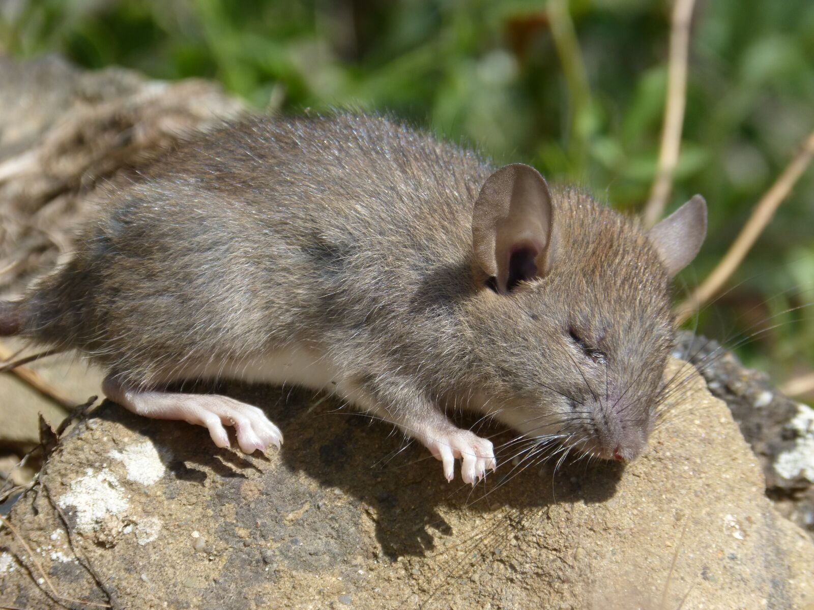 Panasonic DMC-FZ62 sample photo. Rat, rat field, rodent photography