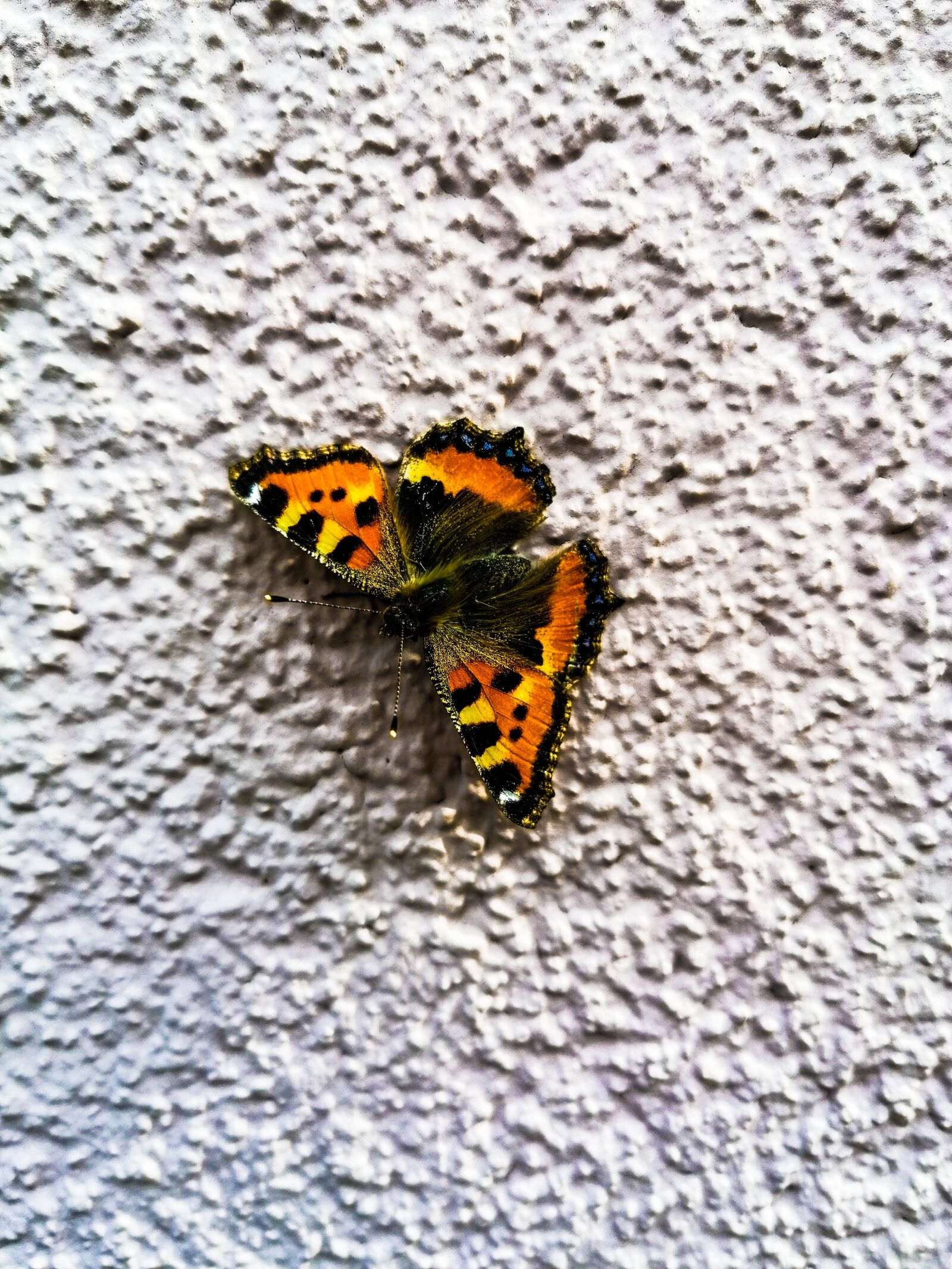 HUAWEI MAR-LX1A sample photo. Butterfly, focus, goldeffect photography