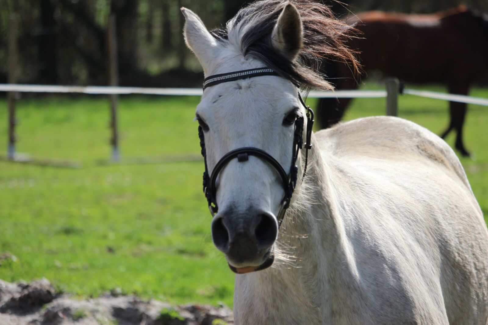 Canon EOS 1200D (EOS Rebel T5 / EOS Kiss X70 / EOS Hi) sample photo. Horse, horses, animals photography