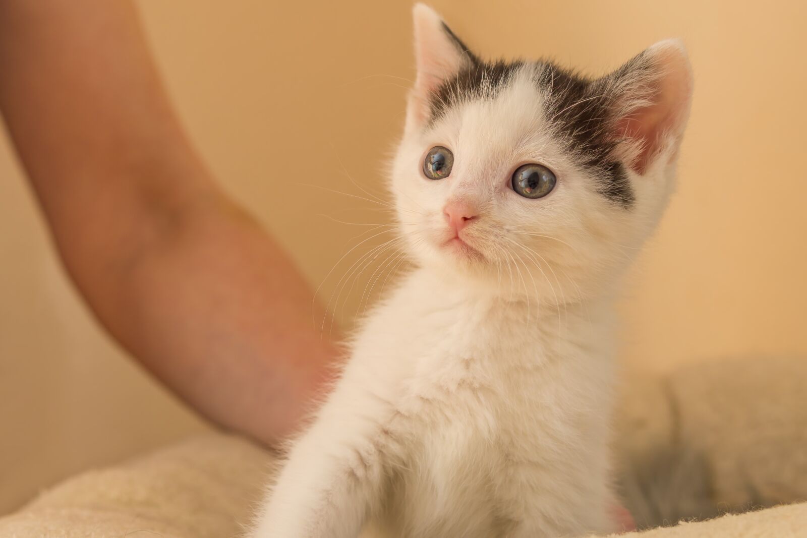 30mm F1.4 DC DN | Contemporary 016 sample photo. Kitten, cat baby, small photography