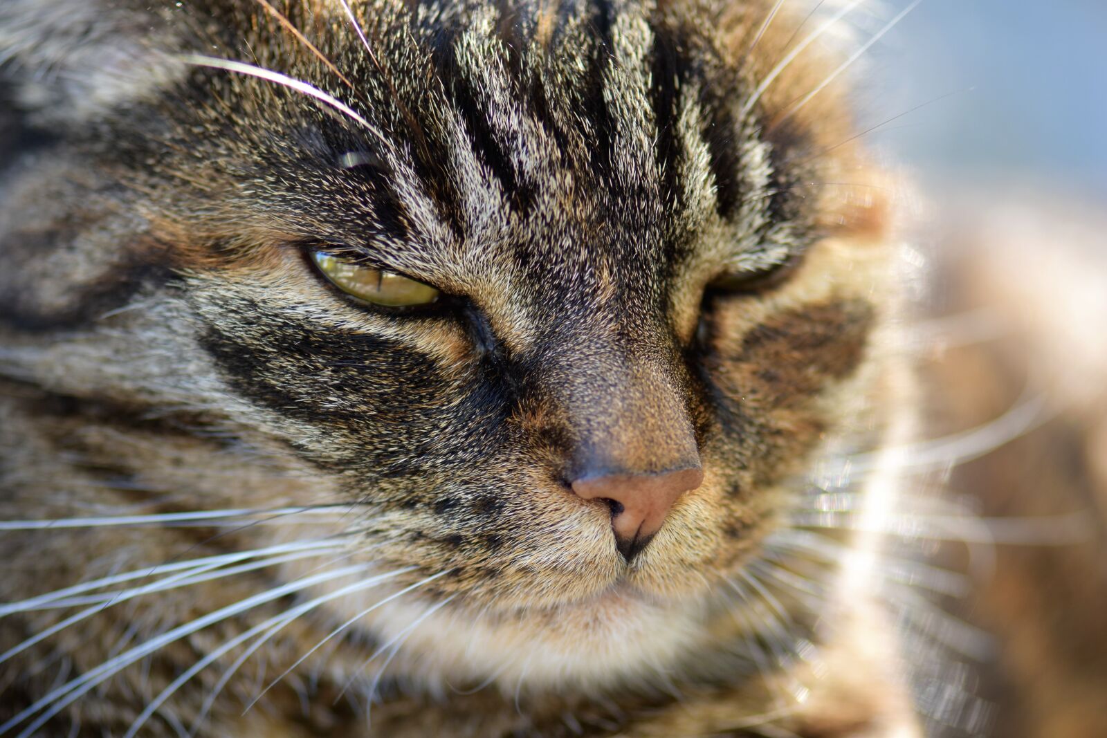 Nikon D5500 sample photo. Cat, mackerel, pet photography