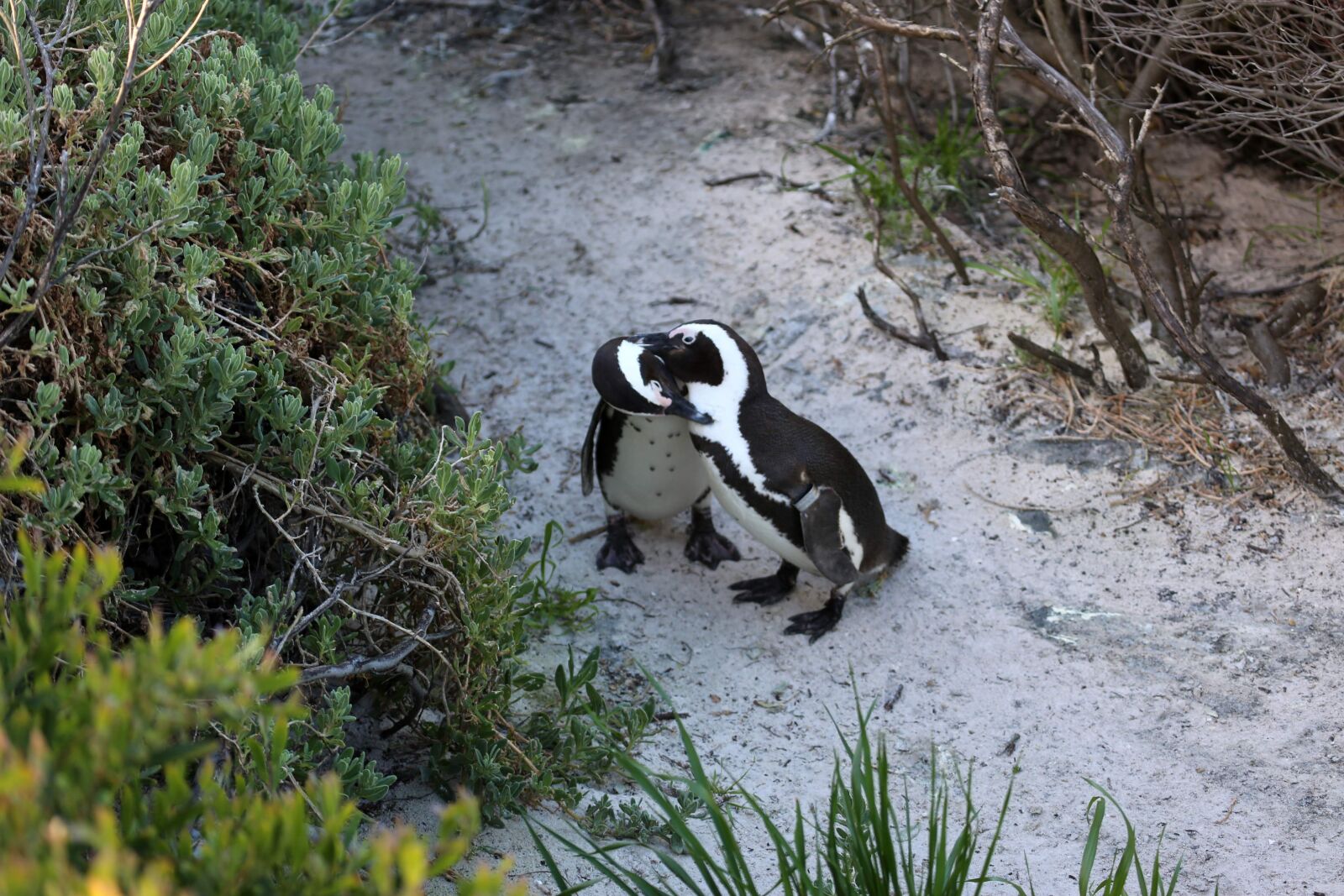 Canon EF 100-400mm F4.5-5.6L IS USM sample photo. Penguins, wild, wildlife photography
