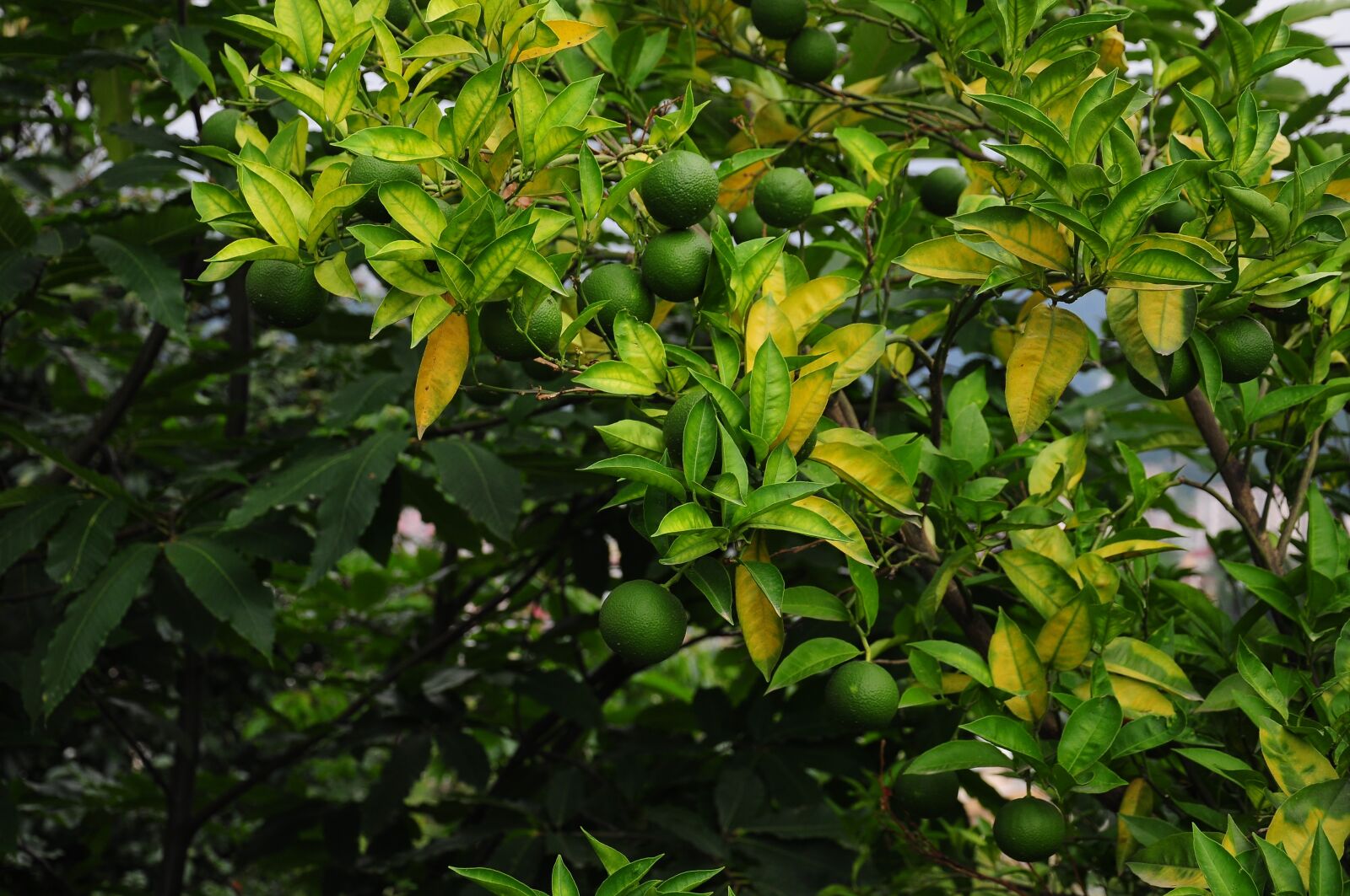 Nikon D90 sample photo. Lemon, lemon tree, yesil photography