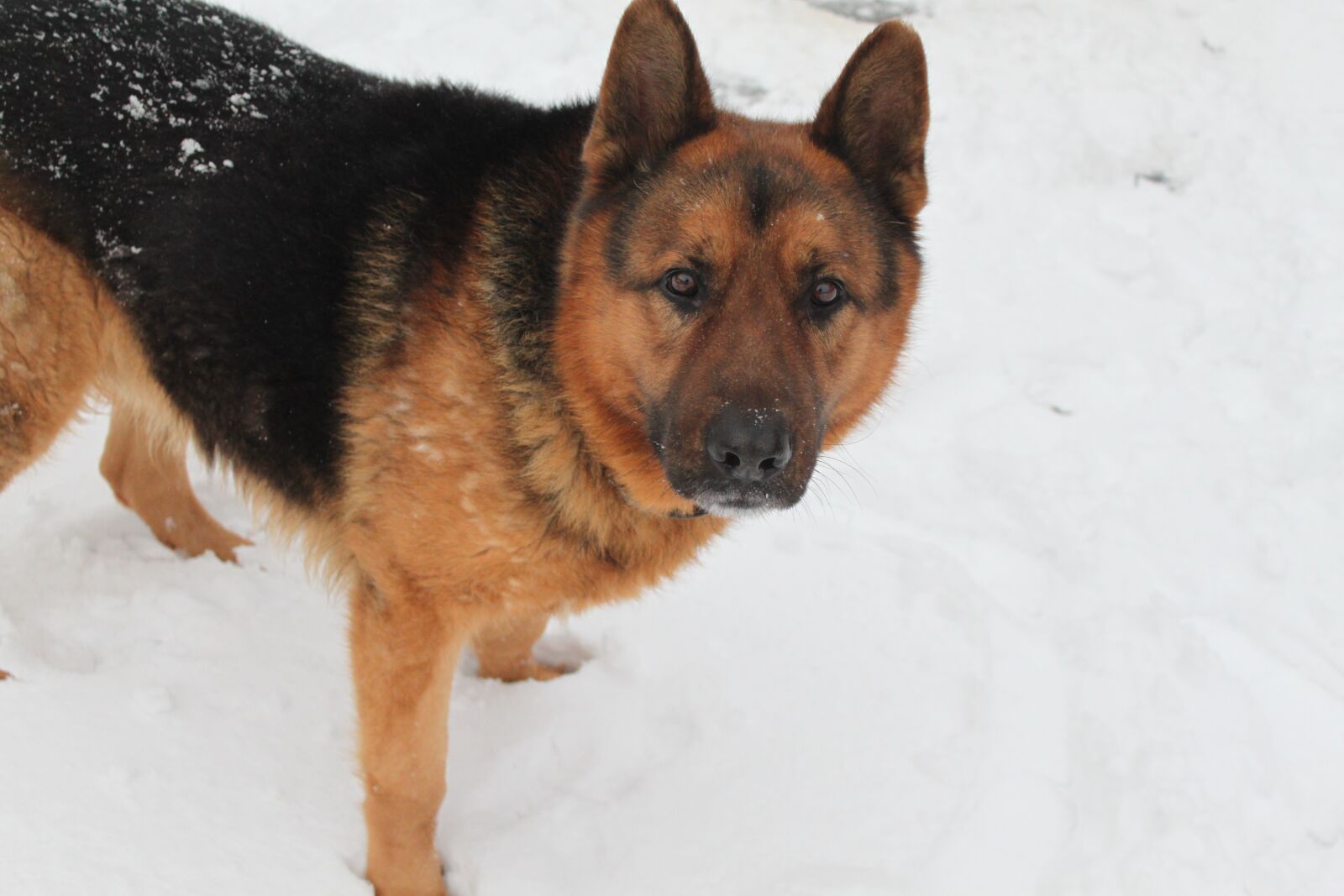 Canon EOS 500D (EOS Rebel T1i / EOS Kiss X3) sample photo. Winter, dog, man's best photography