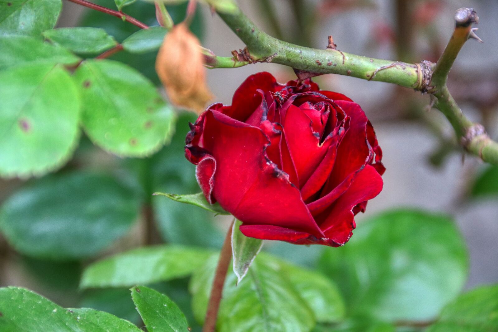 Canon EOS 80D sample photo. Rose, love, wedding photography